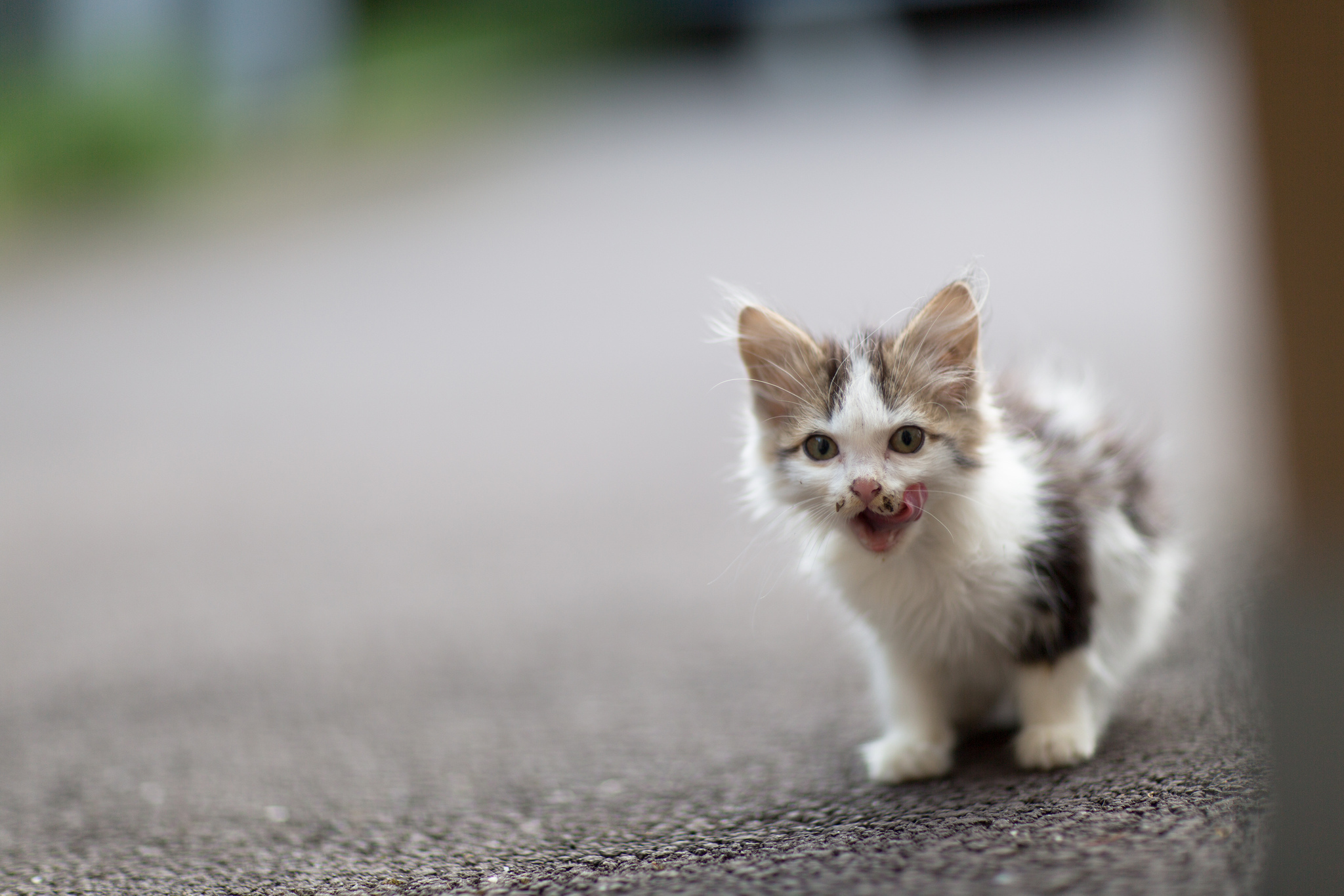 Laden Sie das Tiere, Katzen, Katze, Kätzchen-Bild kostenlos auf Ihren PC-Desktop herunter