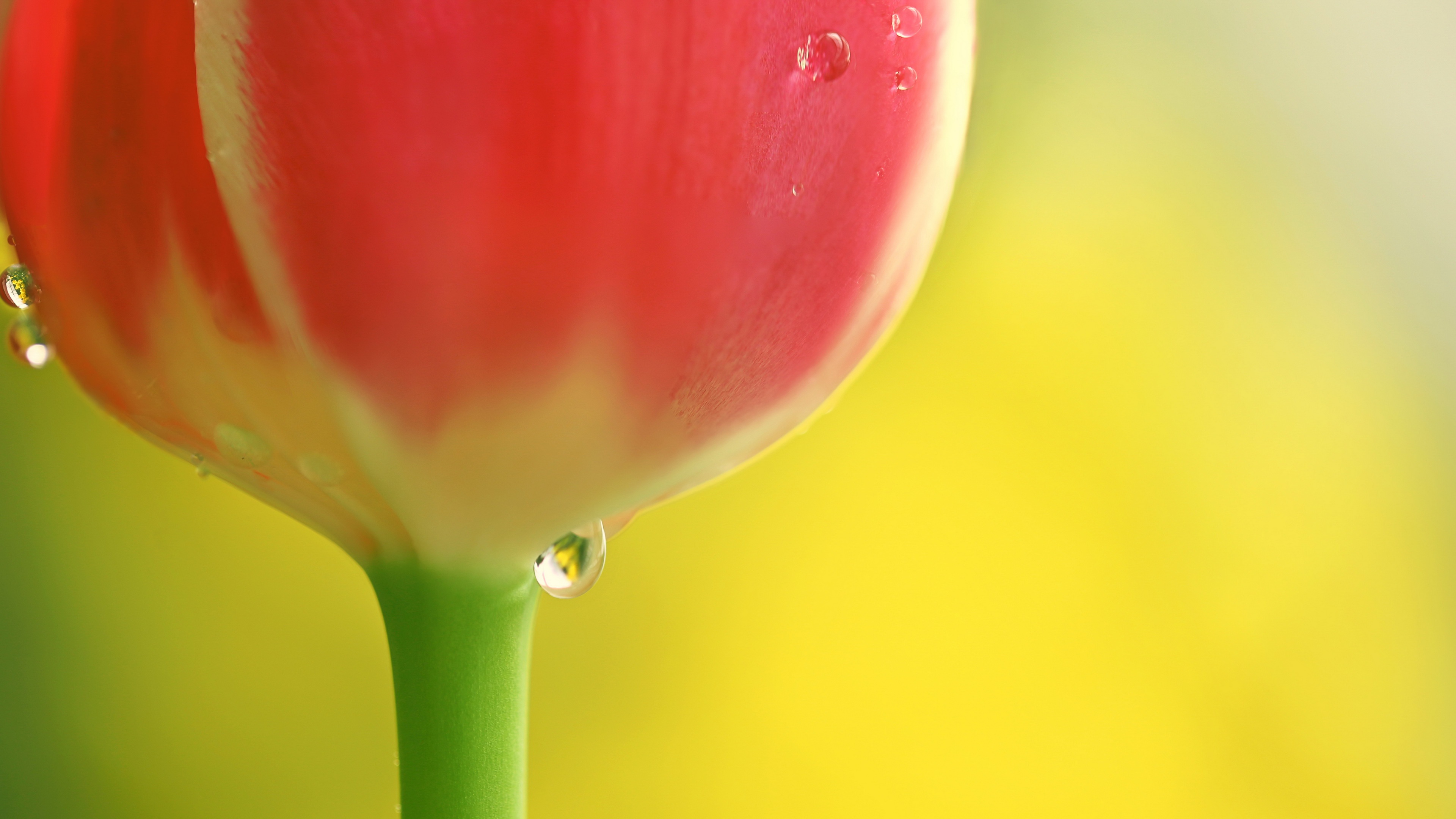 Download mobile wallpaper Tulip, Flowers, Earth for free.