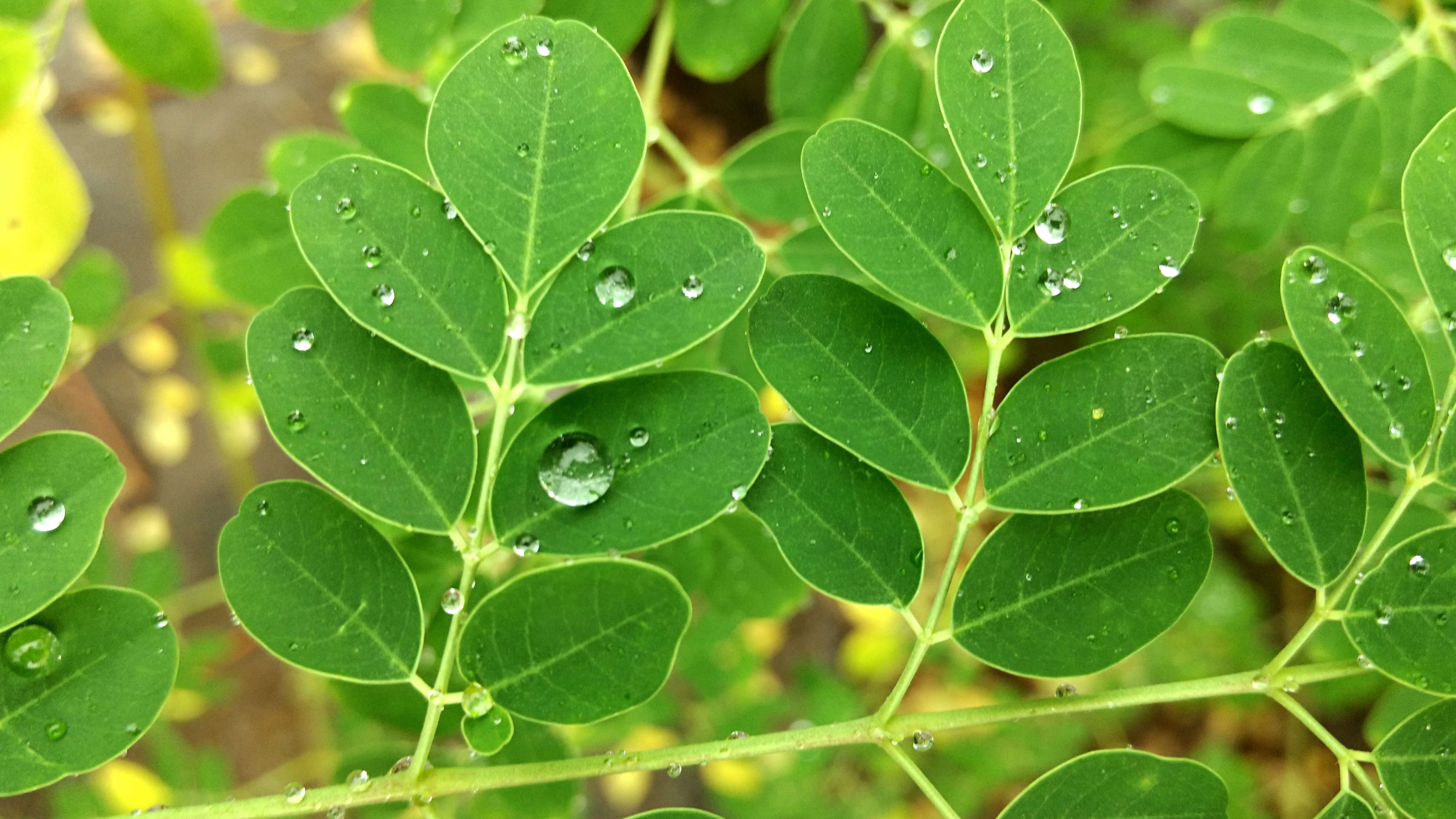 Download mobile wallpaper Macro, Leaf, Earth, Raindrops, Water Drop for free.