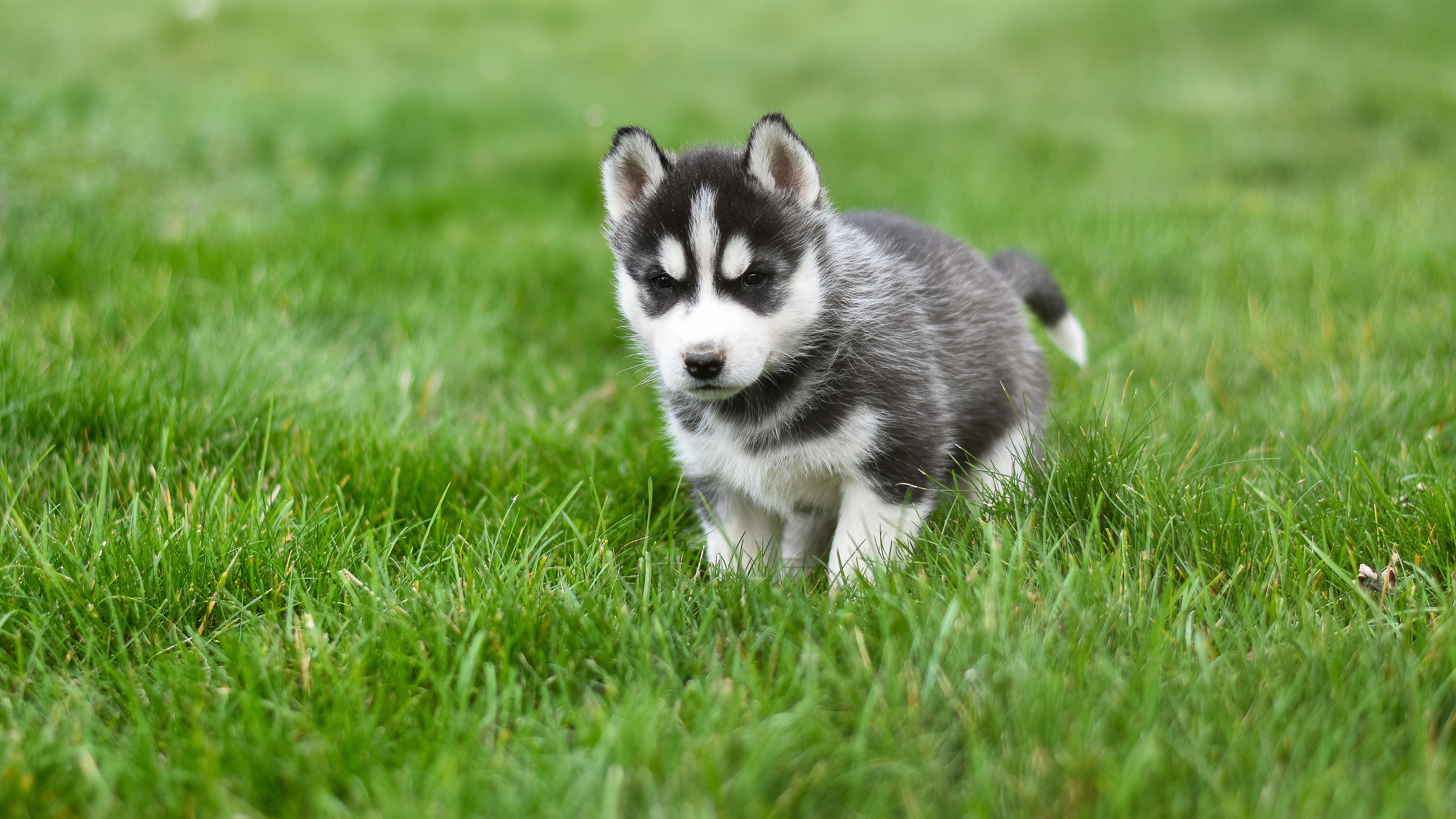 Download mobile wallpaper Dogs, Dog, Animal, Puppy, Husky, Siberian Husky, Baby Animal for free.