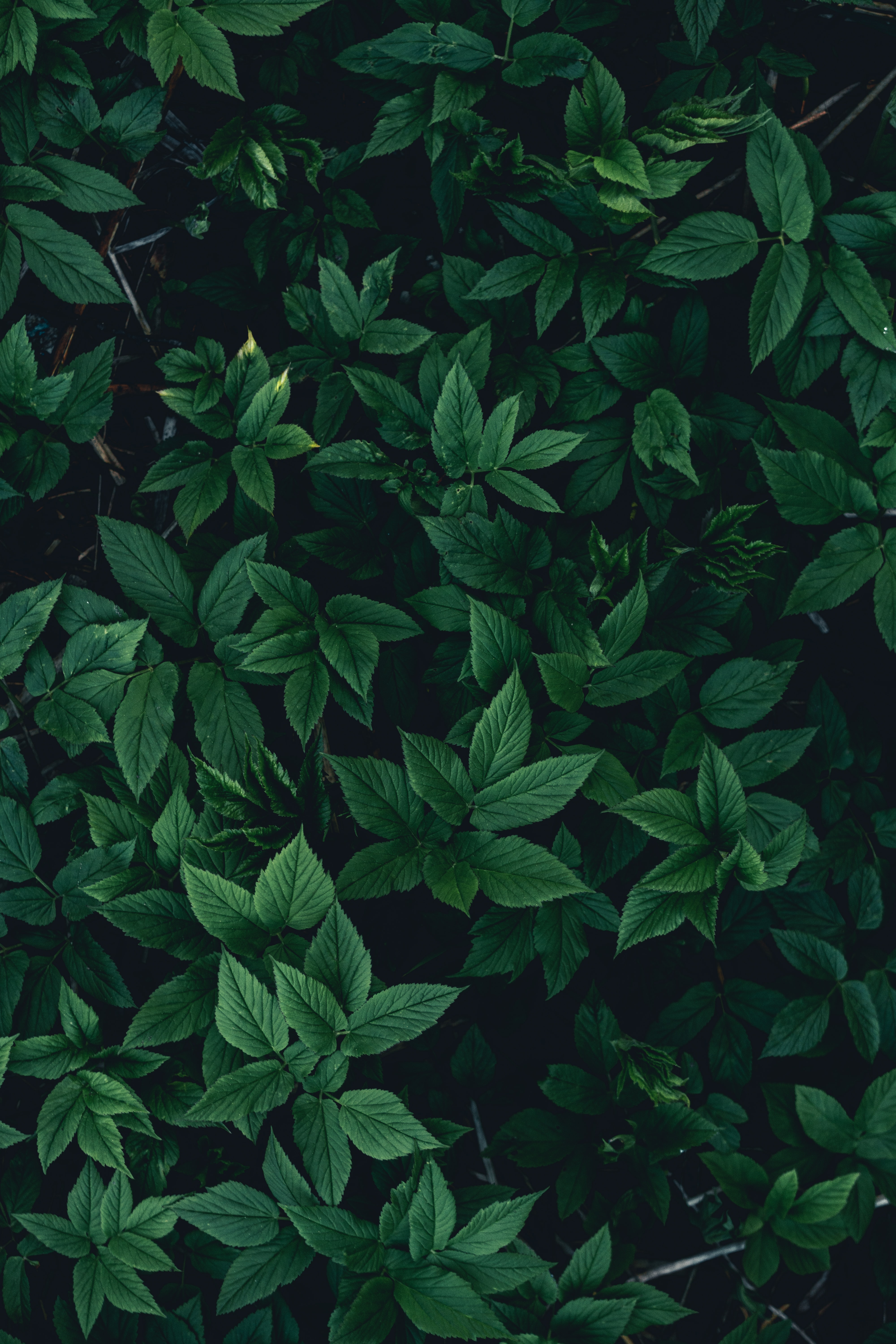 dark, green, leaves, bush for android