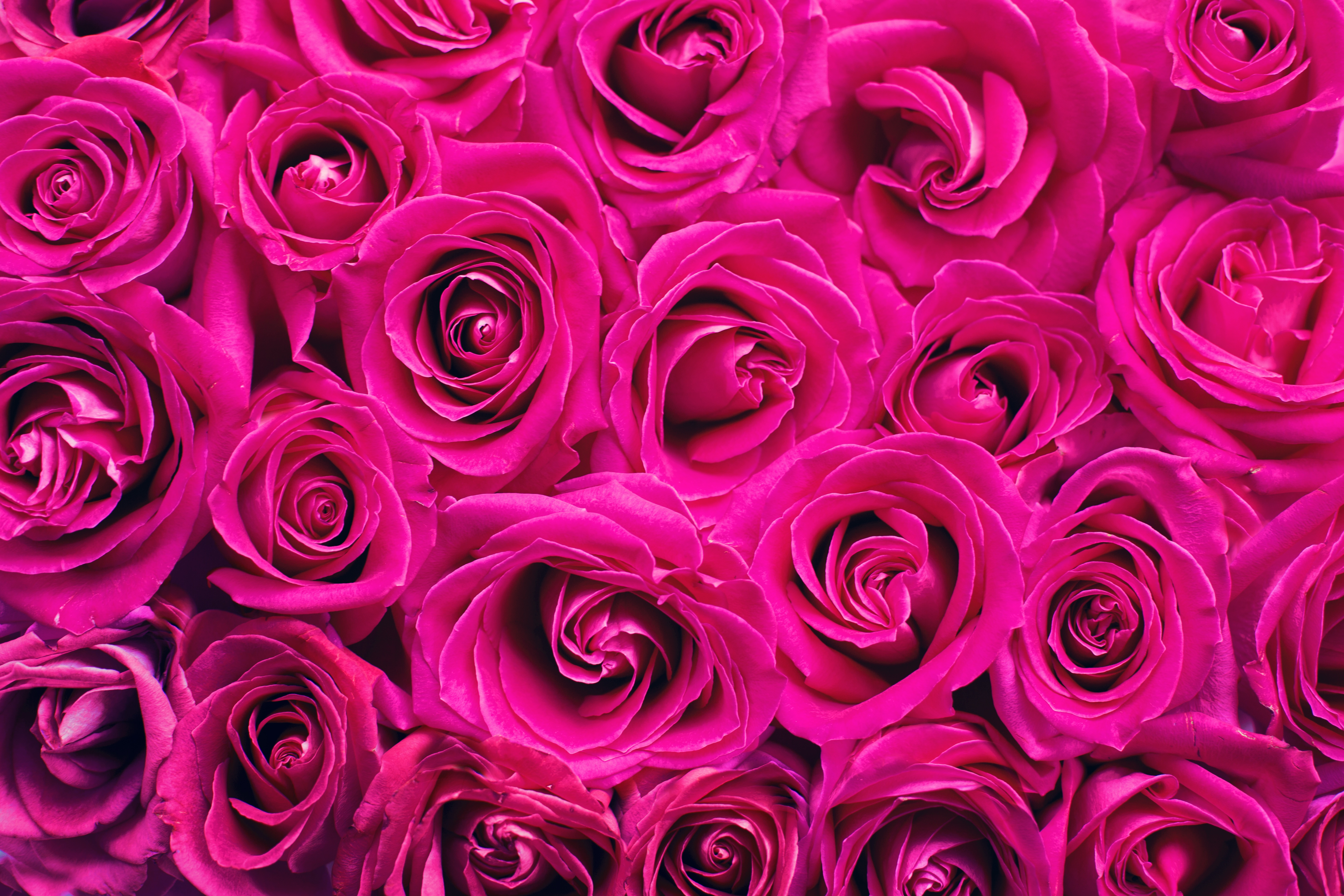 pink, flowers, roses, petals, bouquet