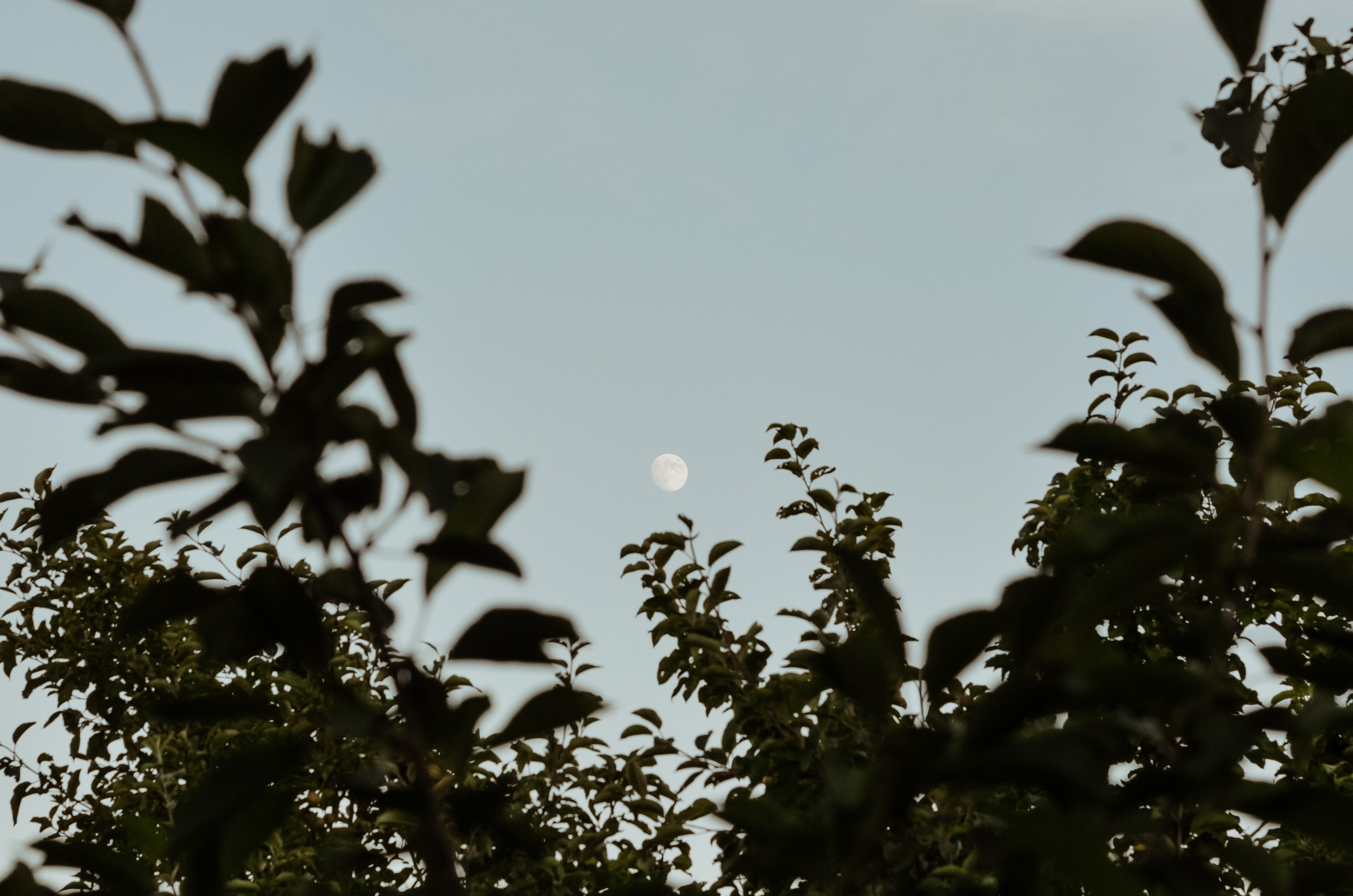 Free download wallpaper Leaves, Branches, Evening, Nature, Moon on your PC desktop