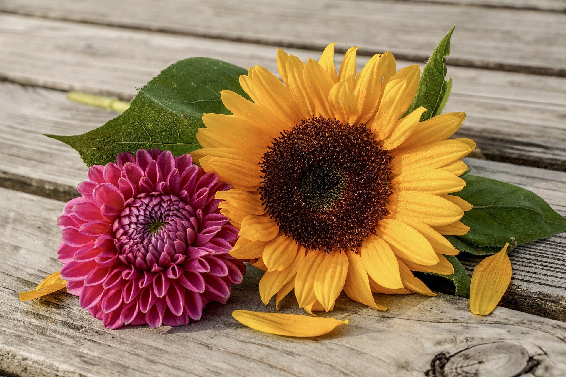Laden Sie das Blume, Dahlien, Sonnenblume, Menschengemacht-Bild kostenlos auf Ihren PC-Desktop herunter