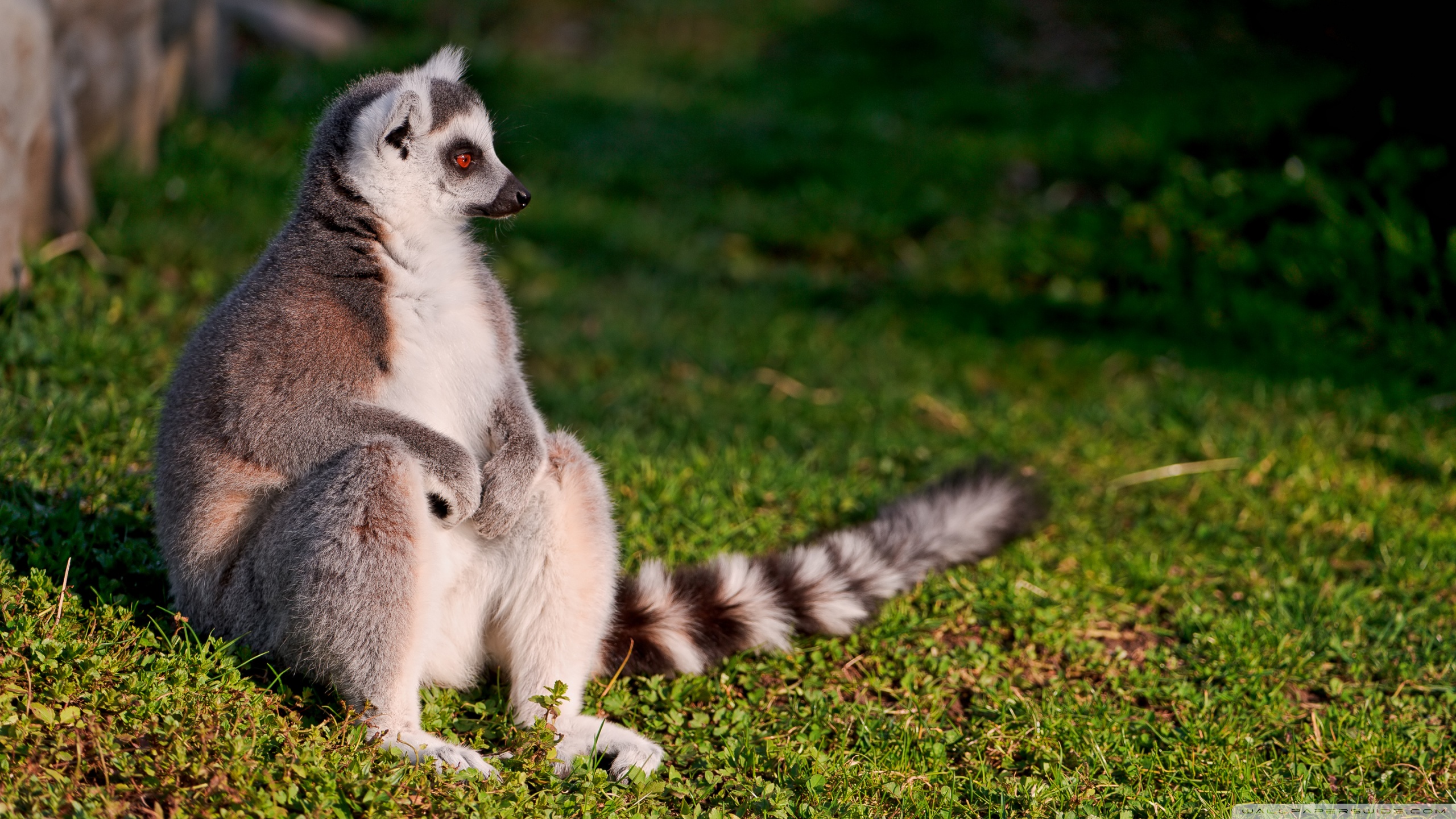 Free download wallpaper Animal, Lemur on your PC desktop