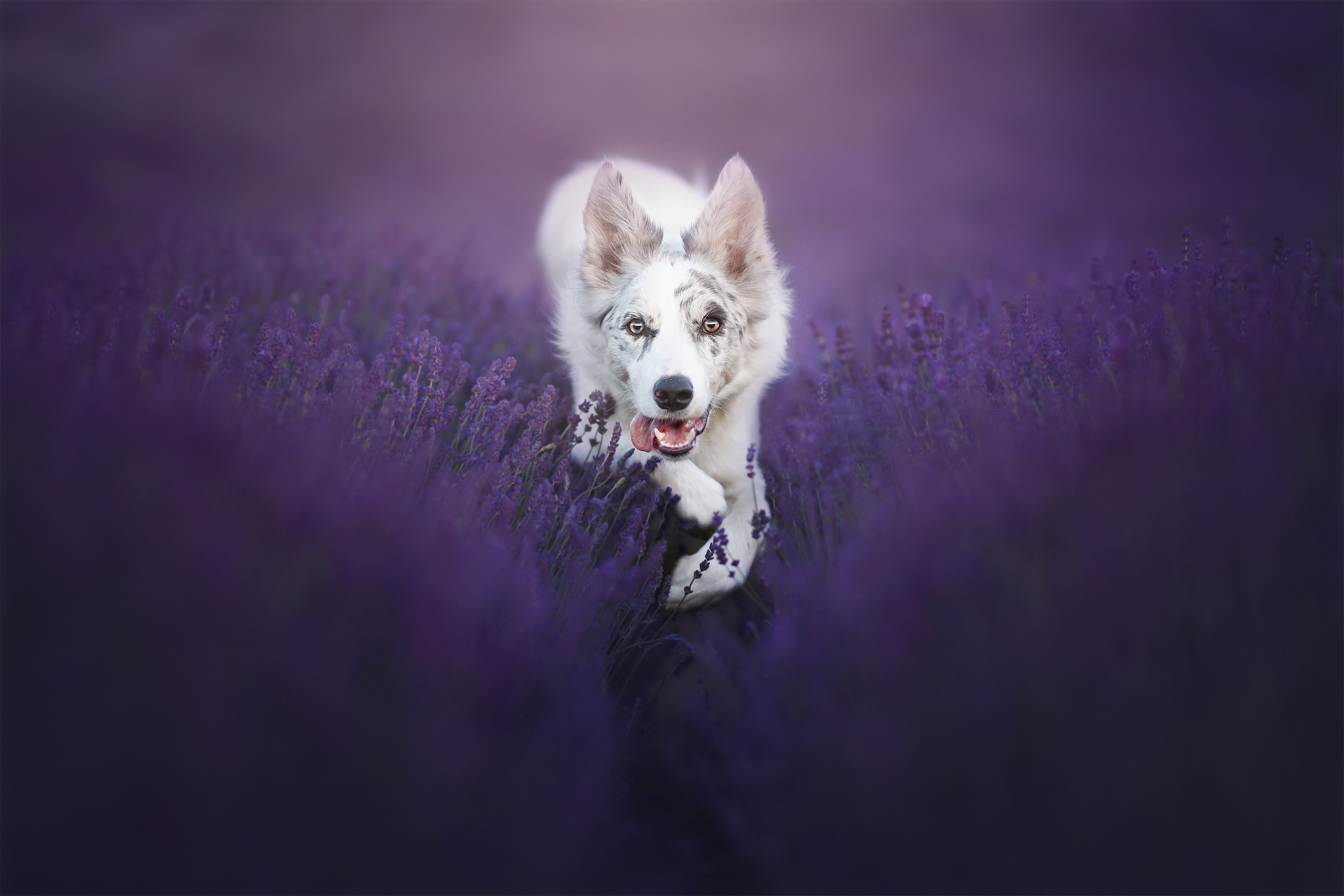 Download mobile wallpaper Dogs, Dog, Field, Animal, Lavender, Border Collie, Purple Flower for free.