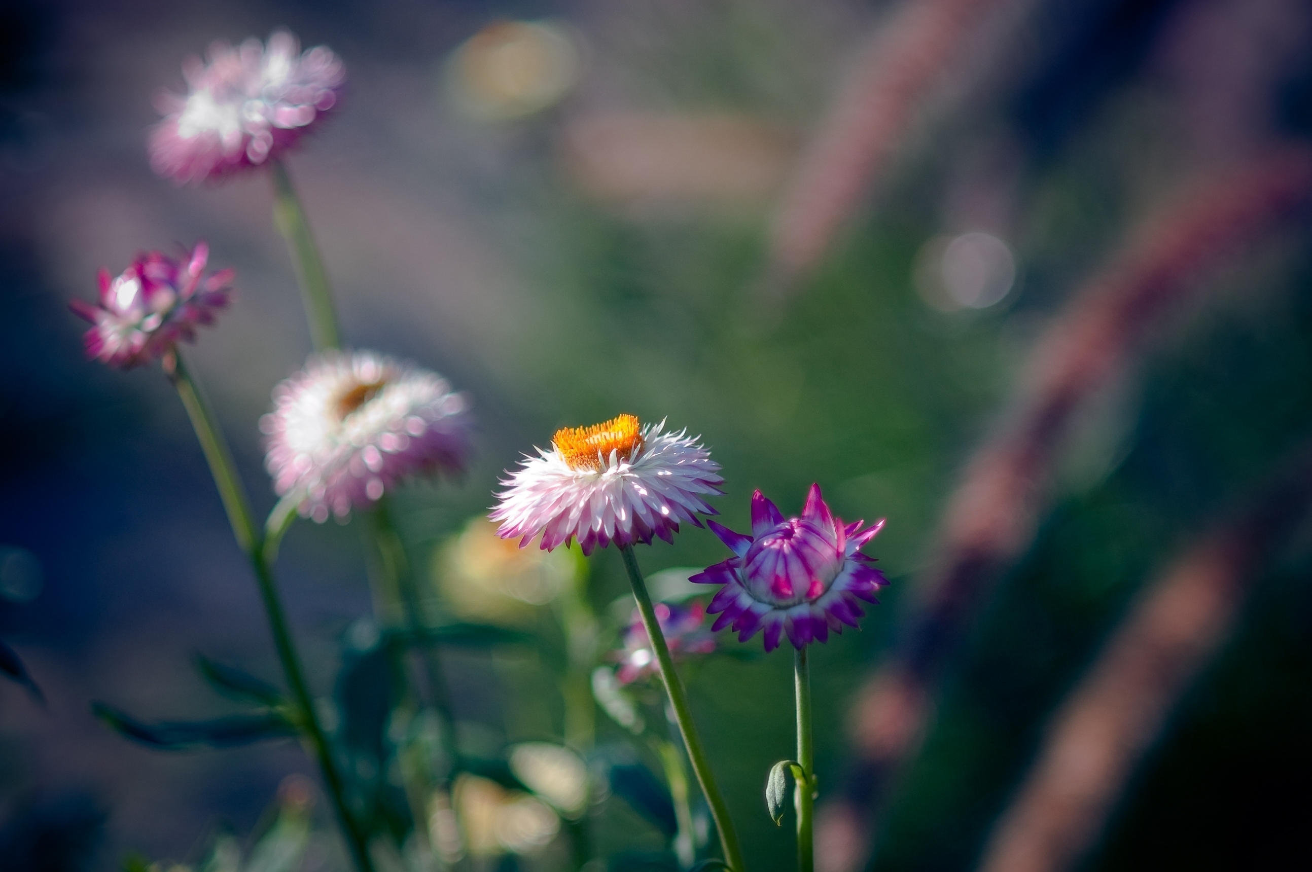 Baixe gratuitamente a imagem Flores, Flor, Terra/natureza na área de trabalho do seu PC