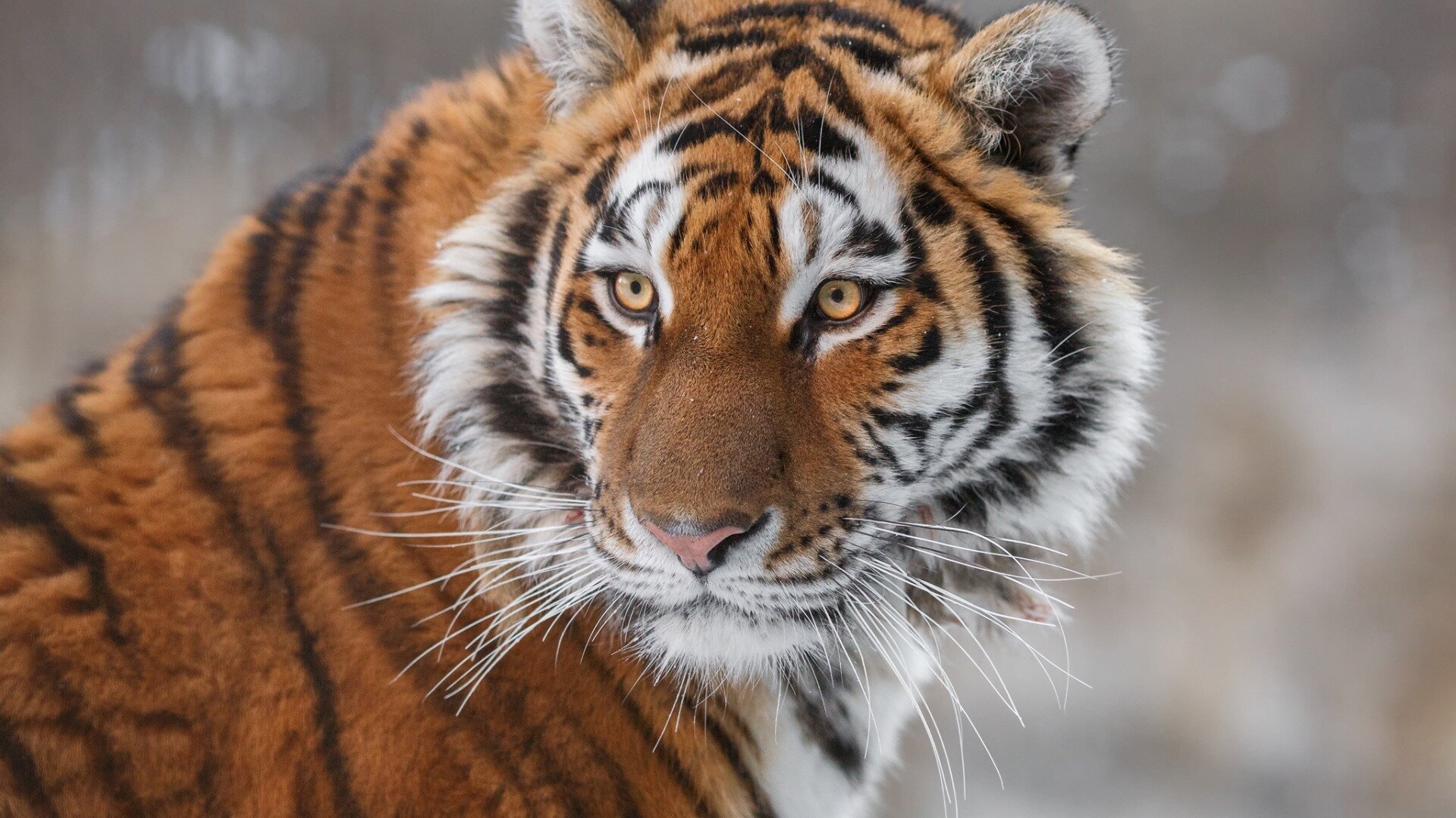 Téléchargez des papiers peints mobile Animaux, Tigre gratuitement.