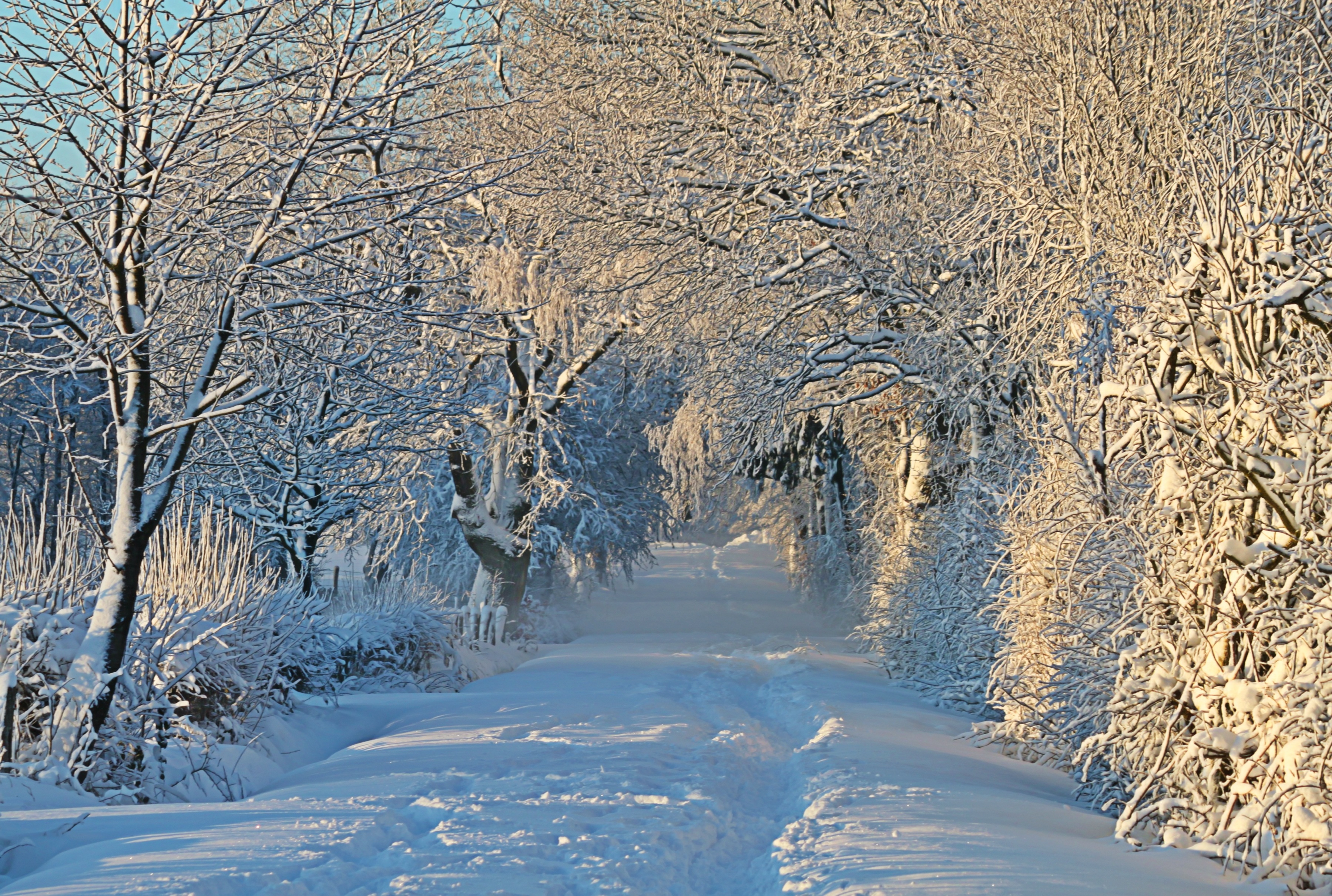 Descarga gratuita de fondo de pantalla para móvil de Invierno, Nieve, Árbol, Rama, Carretera, Tierra/naturaleza.