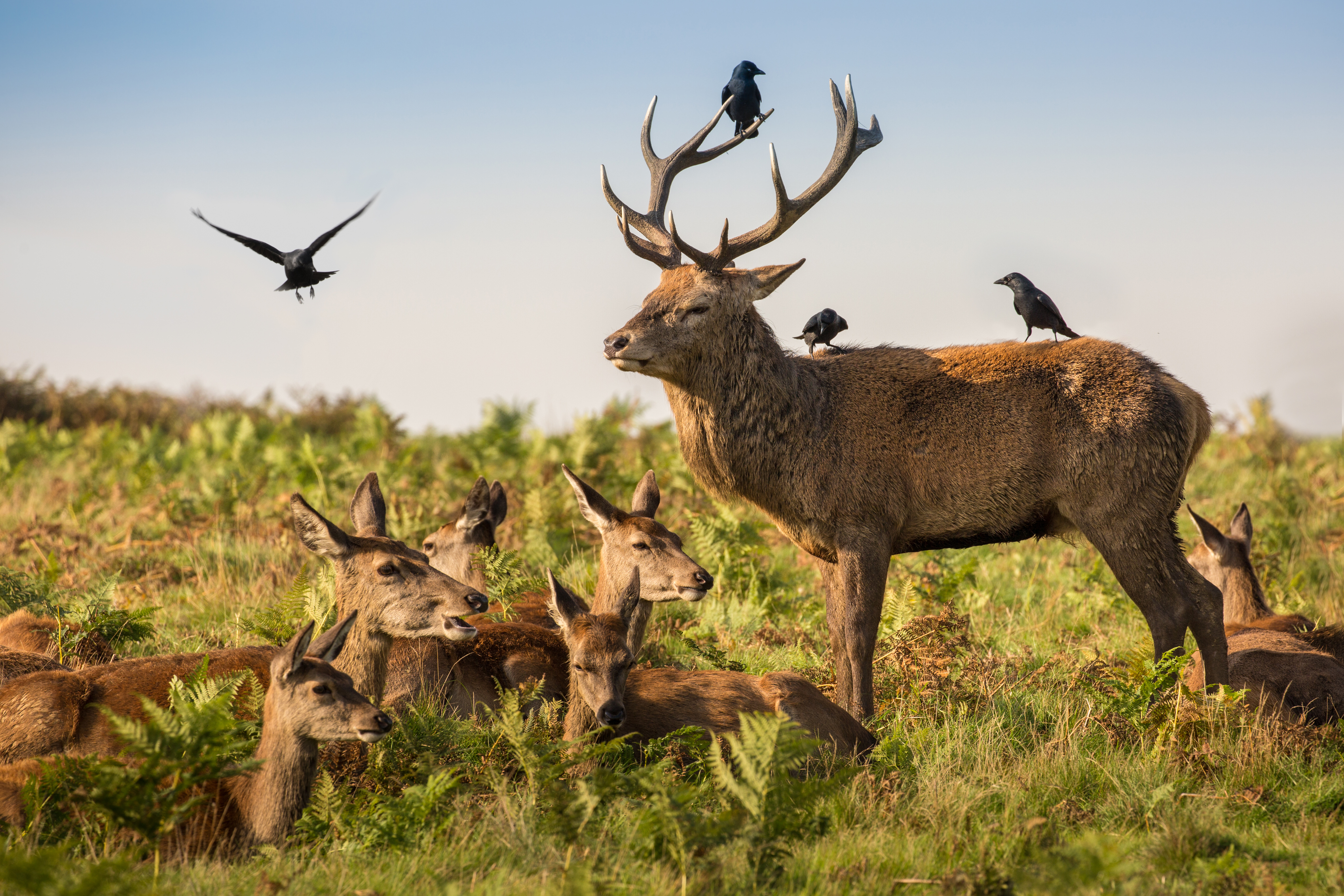 Free download wallpaper Bird, Animal, Deer on your PC desktop