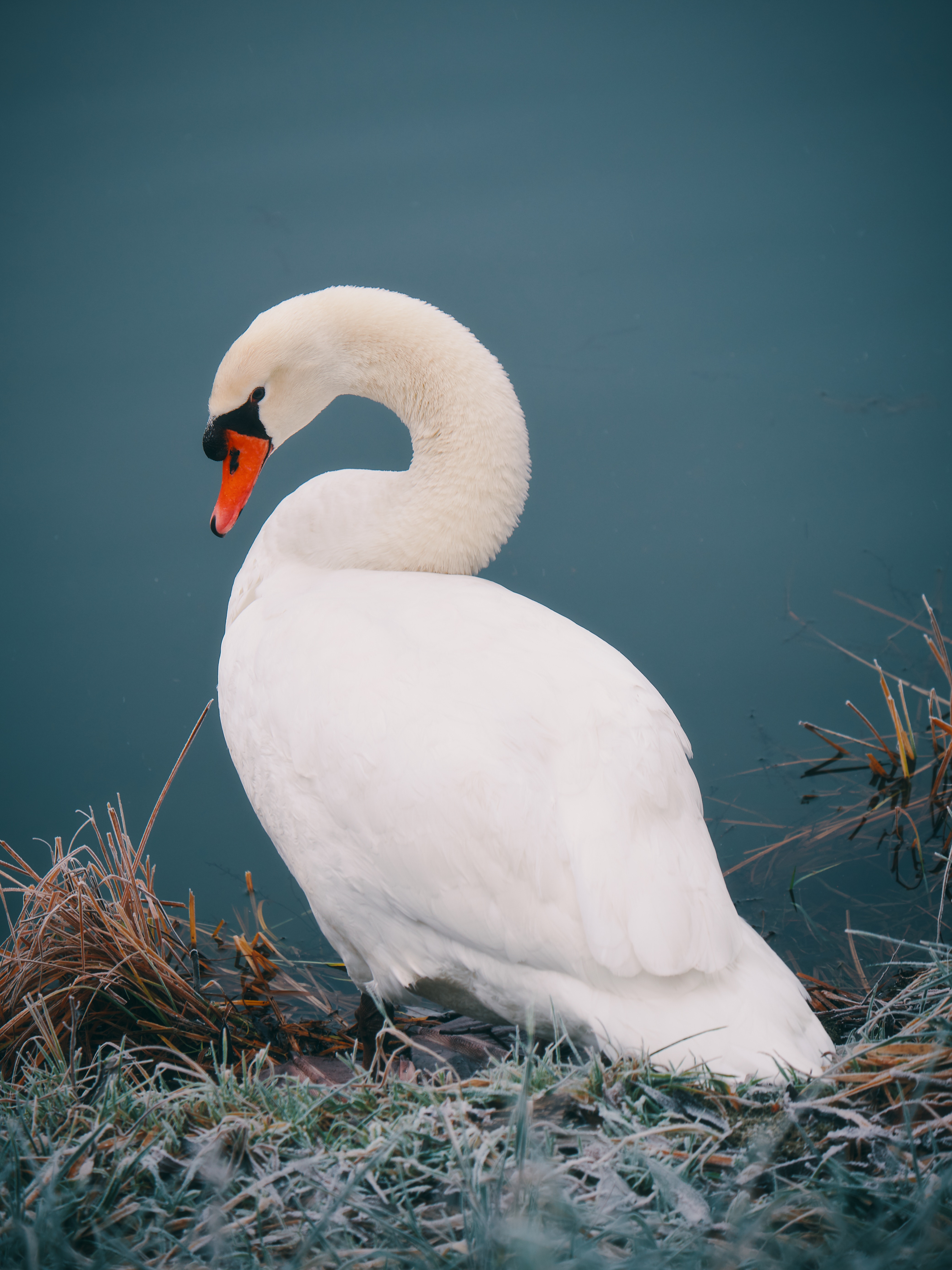 Download mobile wallpaper Animals, Swan, Bird, Water for free.