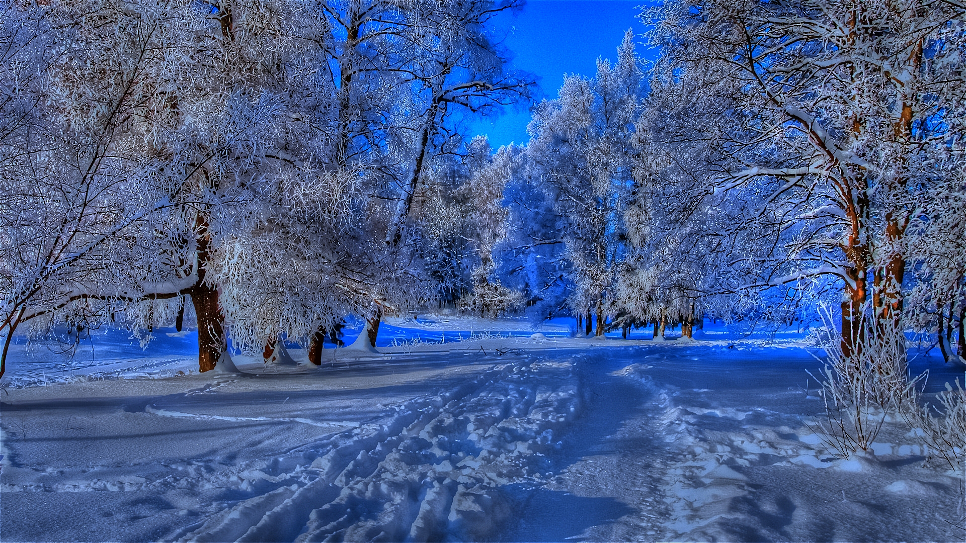 Download mobile wallpaper Winter, Snow, Forest, Tree, Earth, Path, Dusk for free.