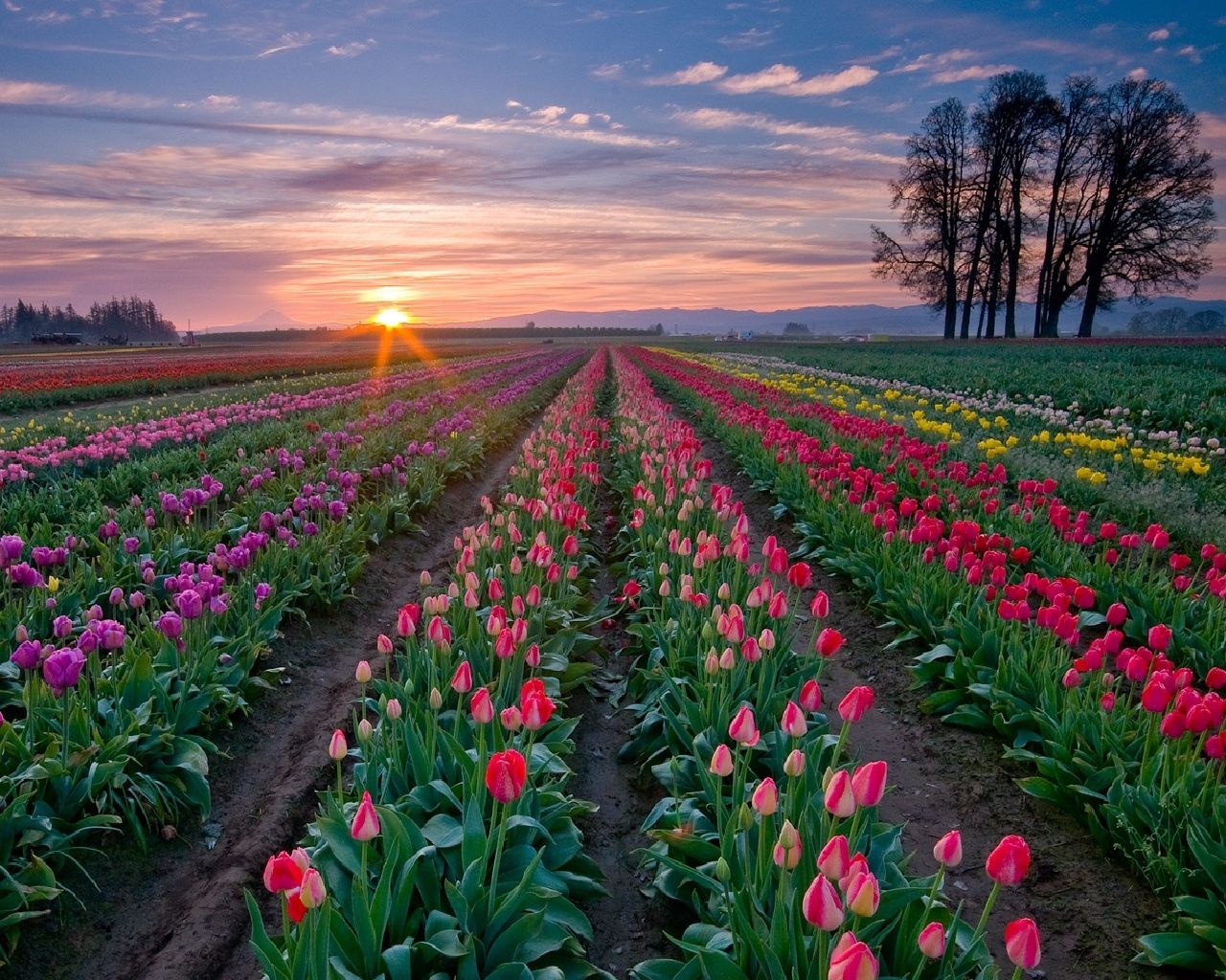 flowers, sunset, trees, tulips, sky, plantation, rows, ranks cellphone