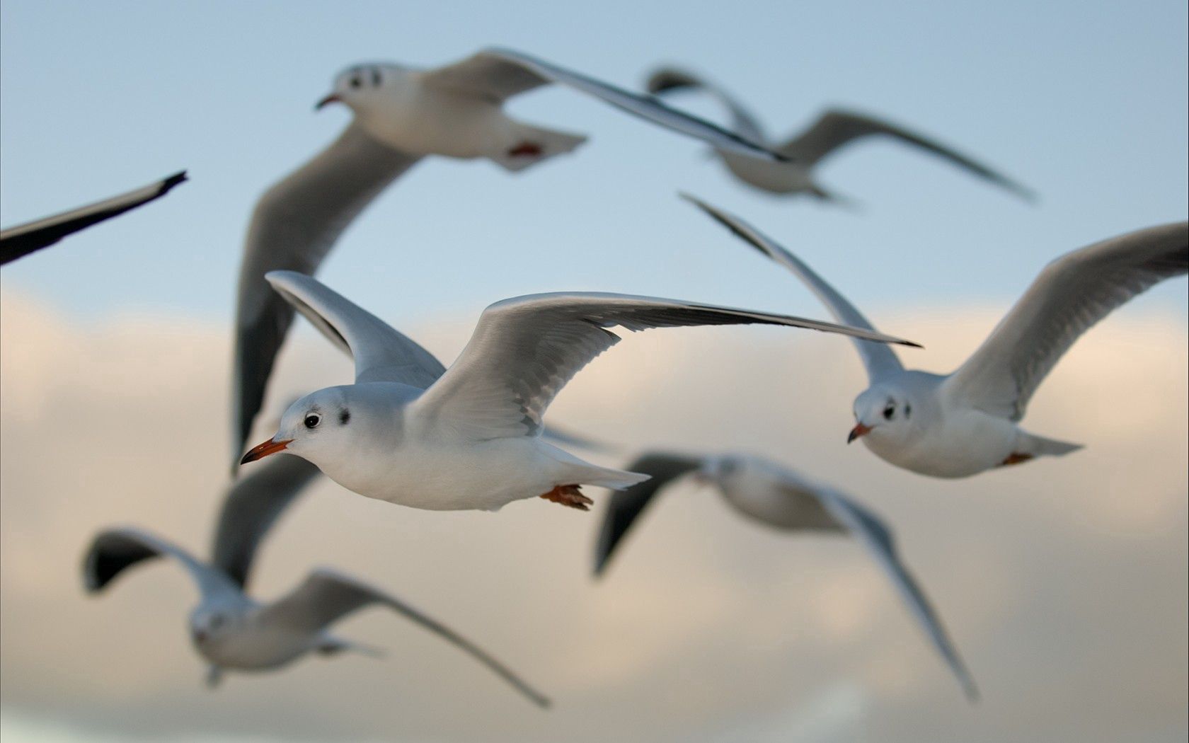 Handy-Wallpaper Flug, Tiere, Seagulls, Vögel kostenlos herunterladen.