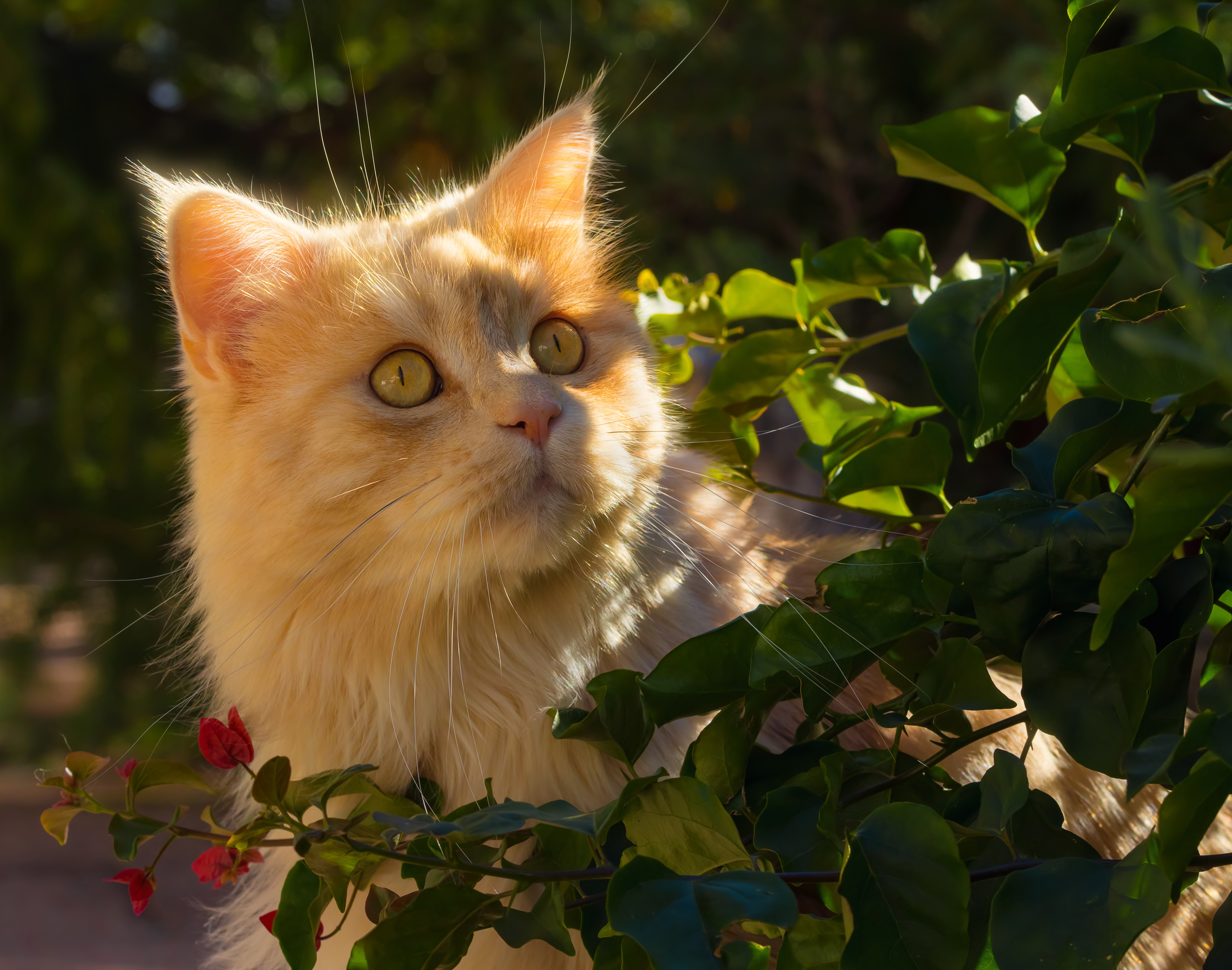 Baixe gratuitamente a imagem Animais, Gatos, Gato na área de trabalho do seu PC