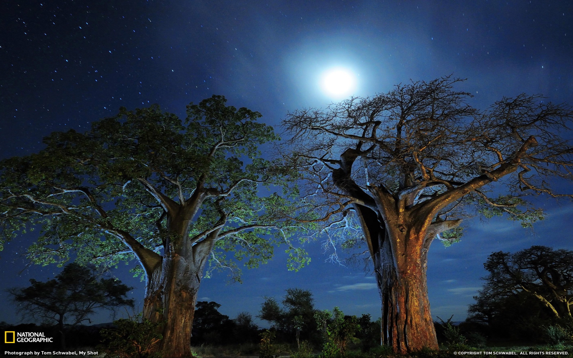 382468 baixar papel de parede terra/natureza, baobá, lua, noite, céu estrelado, estrelas, árvore, árvores - protetores de tela e imagens gratuitamente