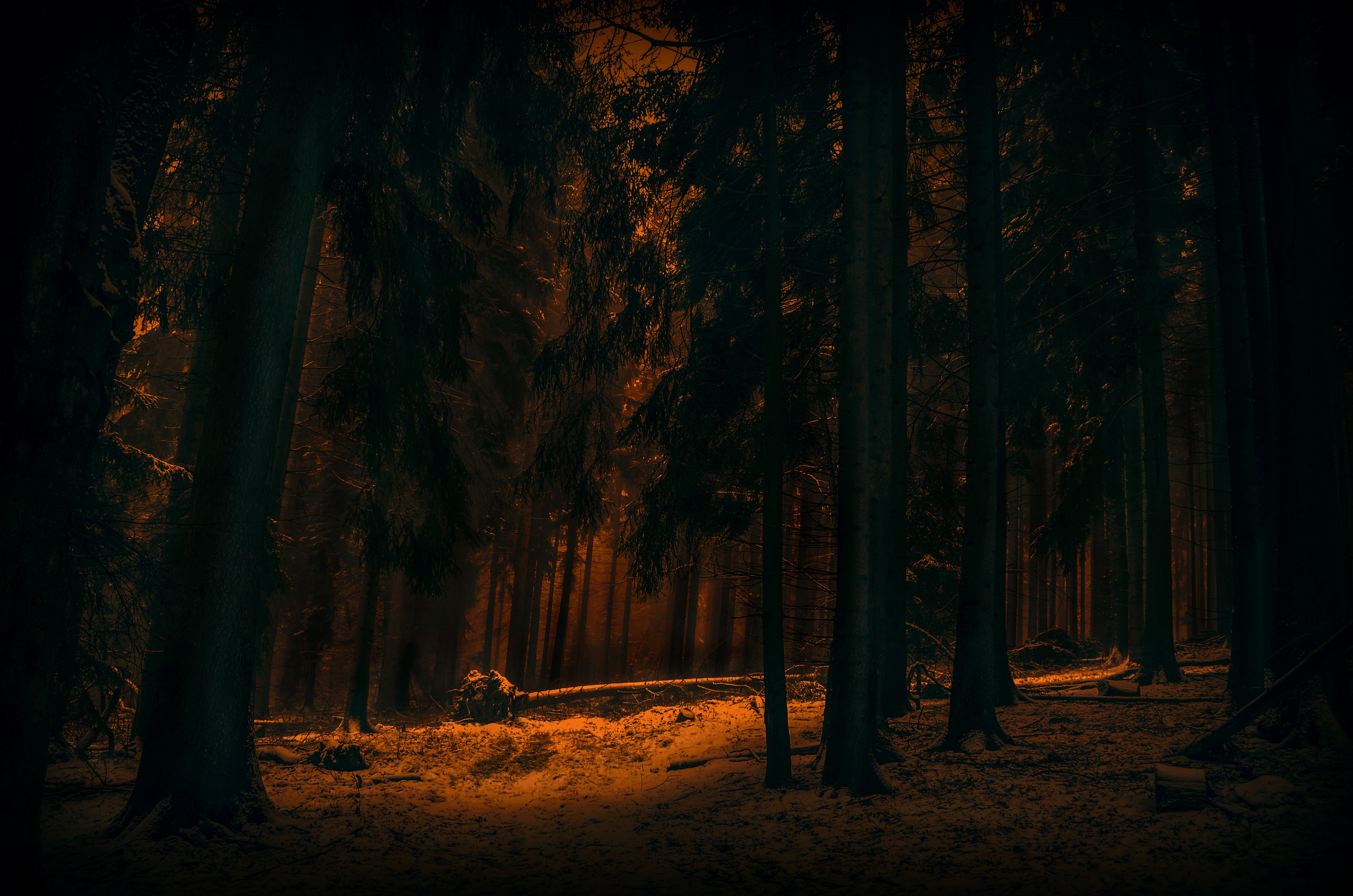 Free download wallpaper Winter, Nature, Dark, Forest, Tree, Earth on your PC desktop