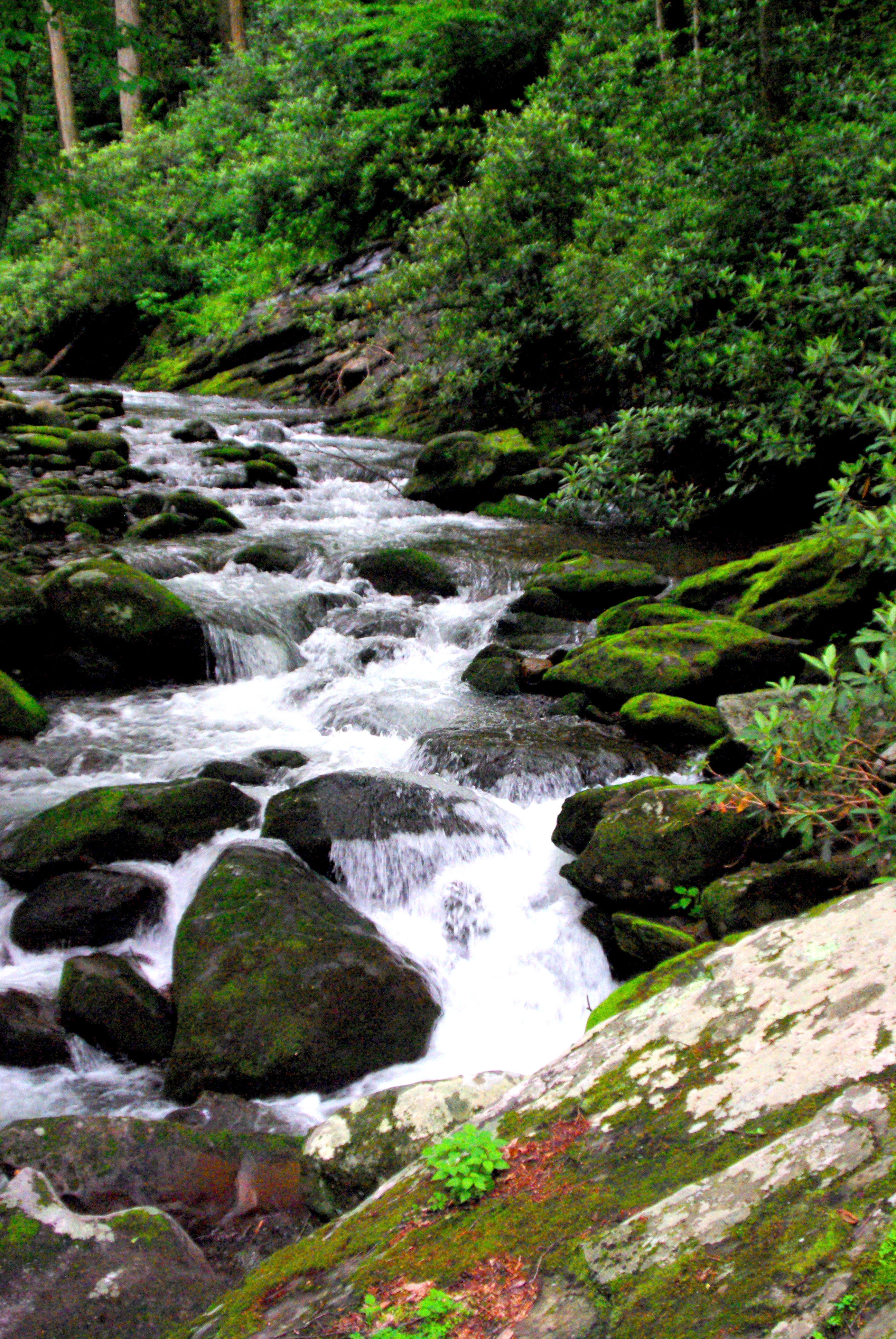 68502 скачать обои река, природа, камни, кусты, мох, поток - заставки и картинки бесплатно