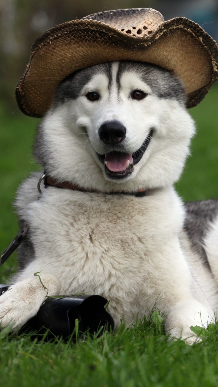無料モバイル壁紙動物, 犬, 帽子, ハスキーをダウンロードします。