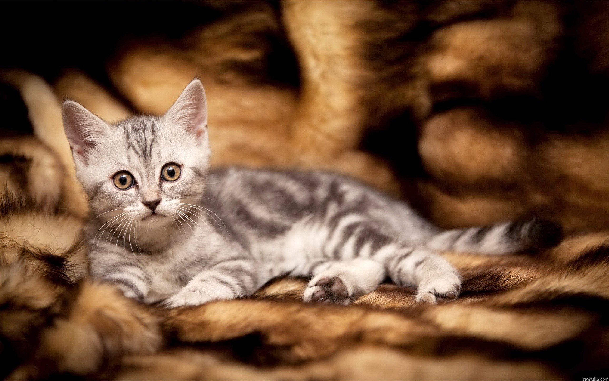 Free download wallpaper Cat, Cats, Animal on your PC desktop