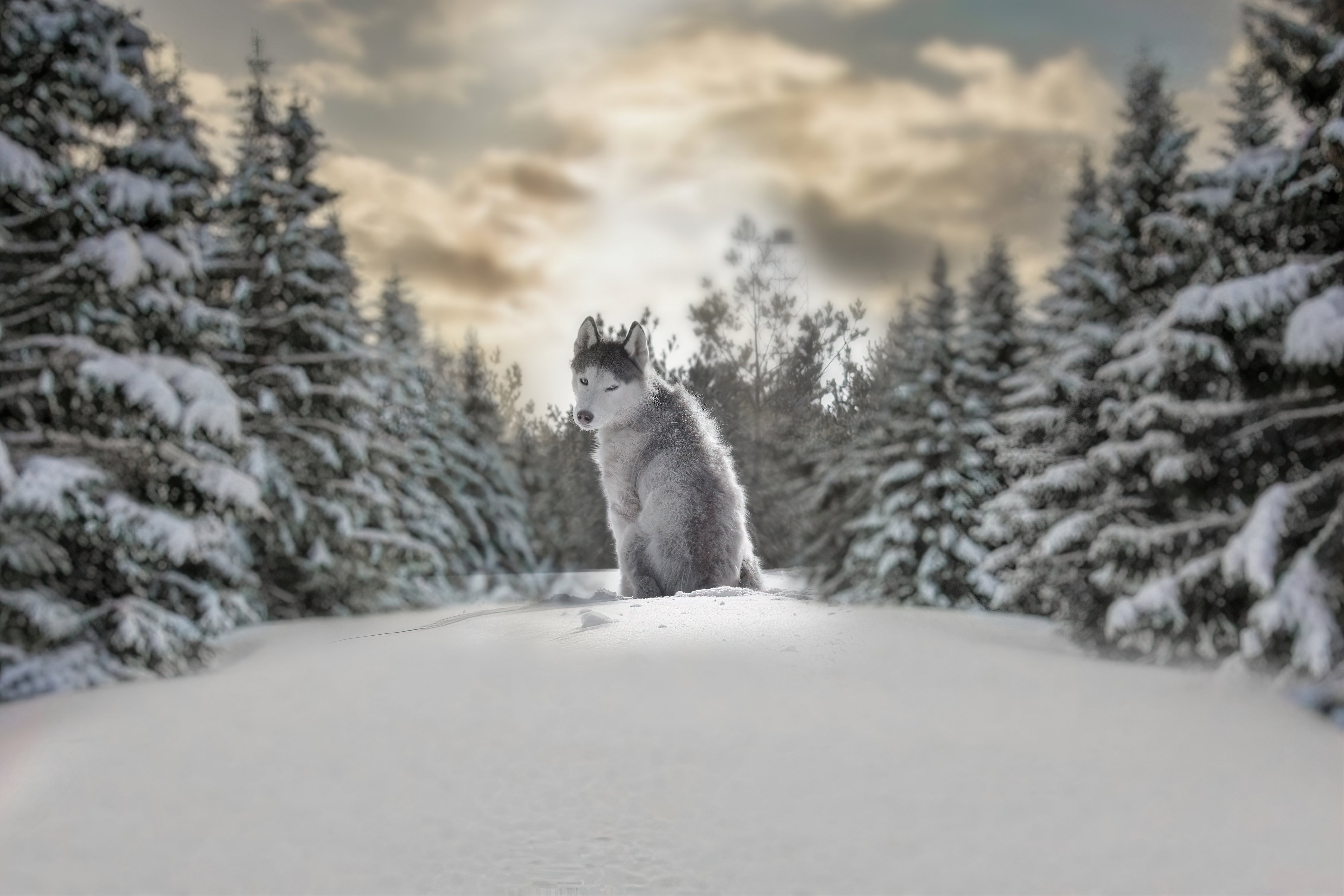 Download mobile wallpaper Winter, Dogs, Animal, Husky, Depth Of Field for free.
