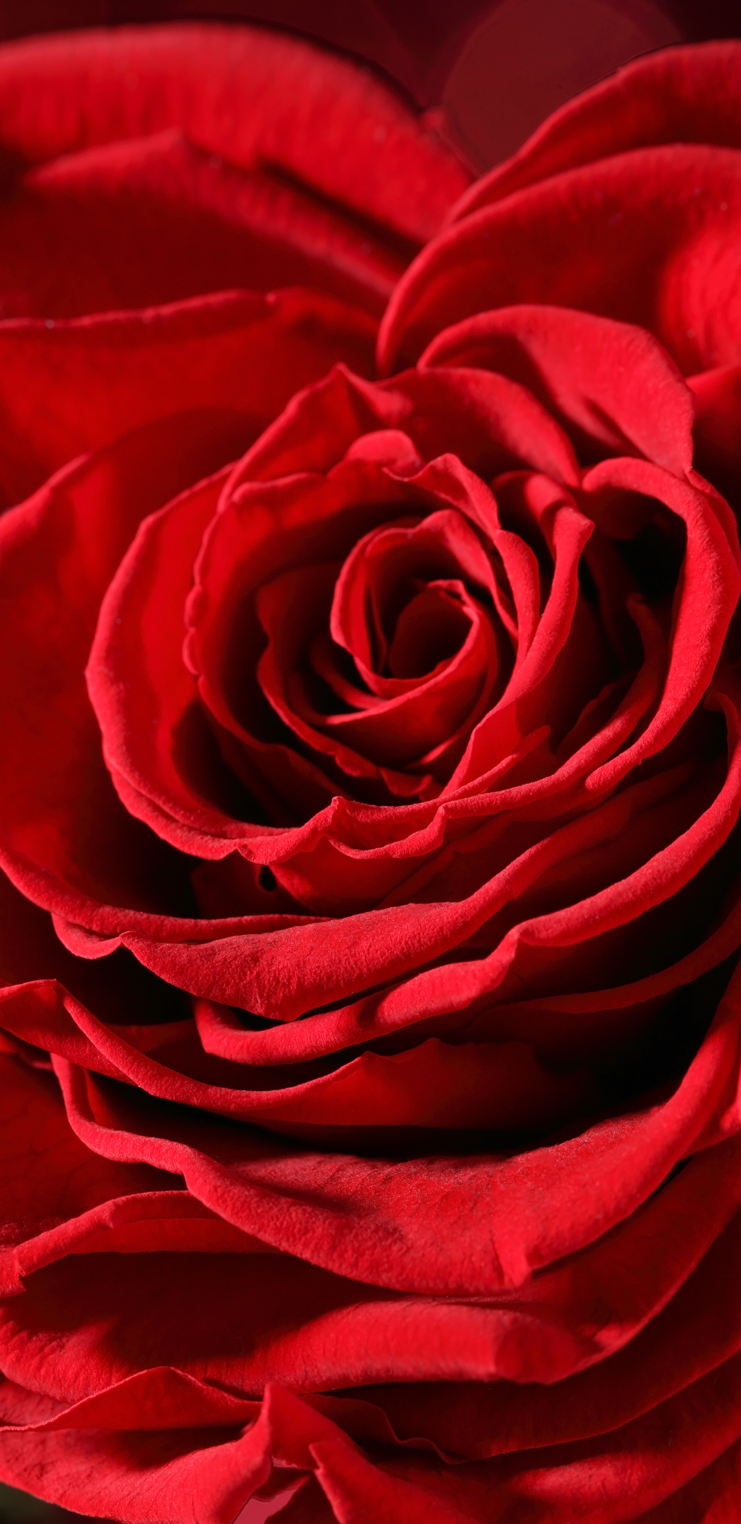 Скачать обои бесплатно Цветок, Макро, Роза, Бутон, Боке, Красная Роза, Красный Цветок, Земля/природа, Макрос, Флауэрсы картинка на рабочий стол ПК
