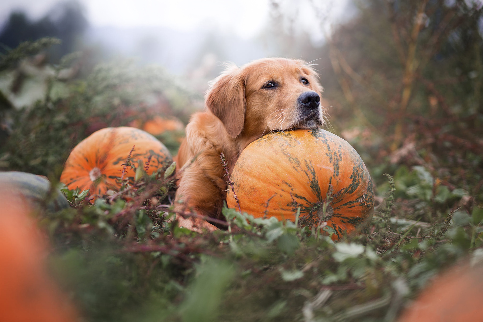 Download mobile wallpaper Dogs, Pumpkin, Dog, Animal, Golden Retriever for free.