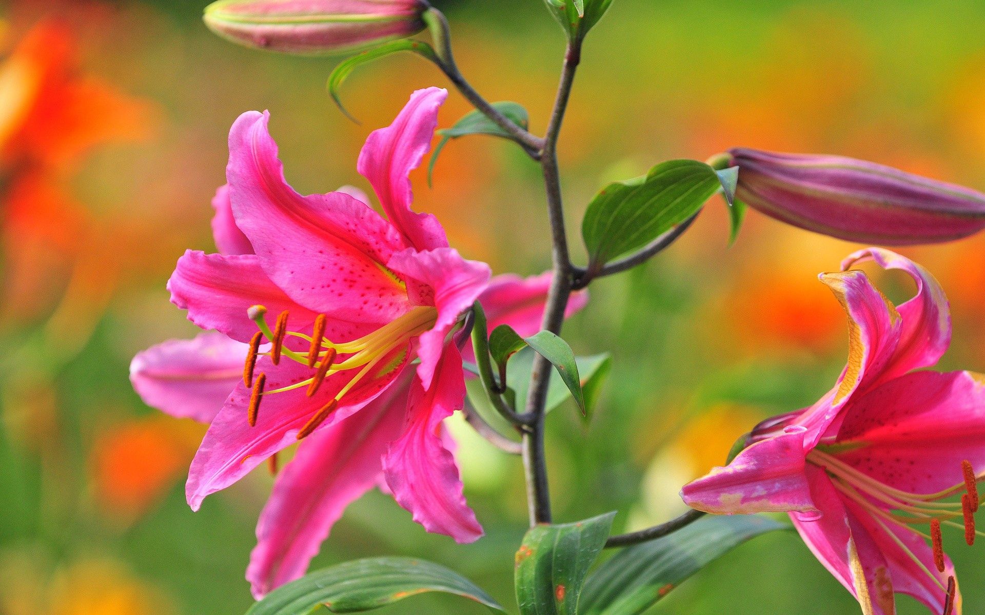 Free download wallpaper Pink, Lilies, Flower, Macro, Petals on your PC desktop