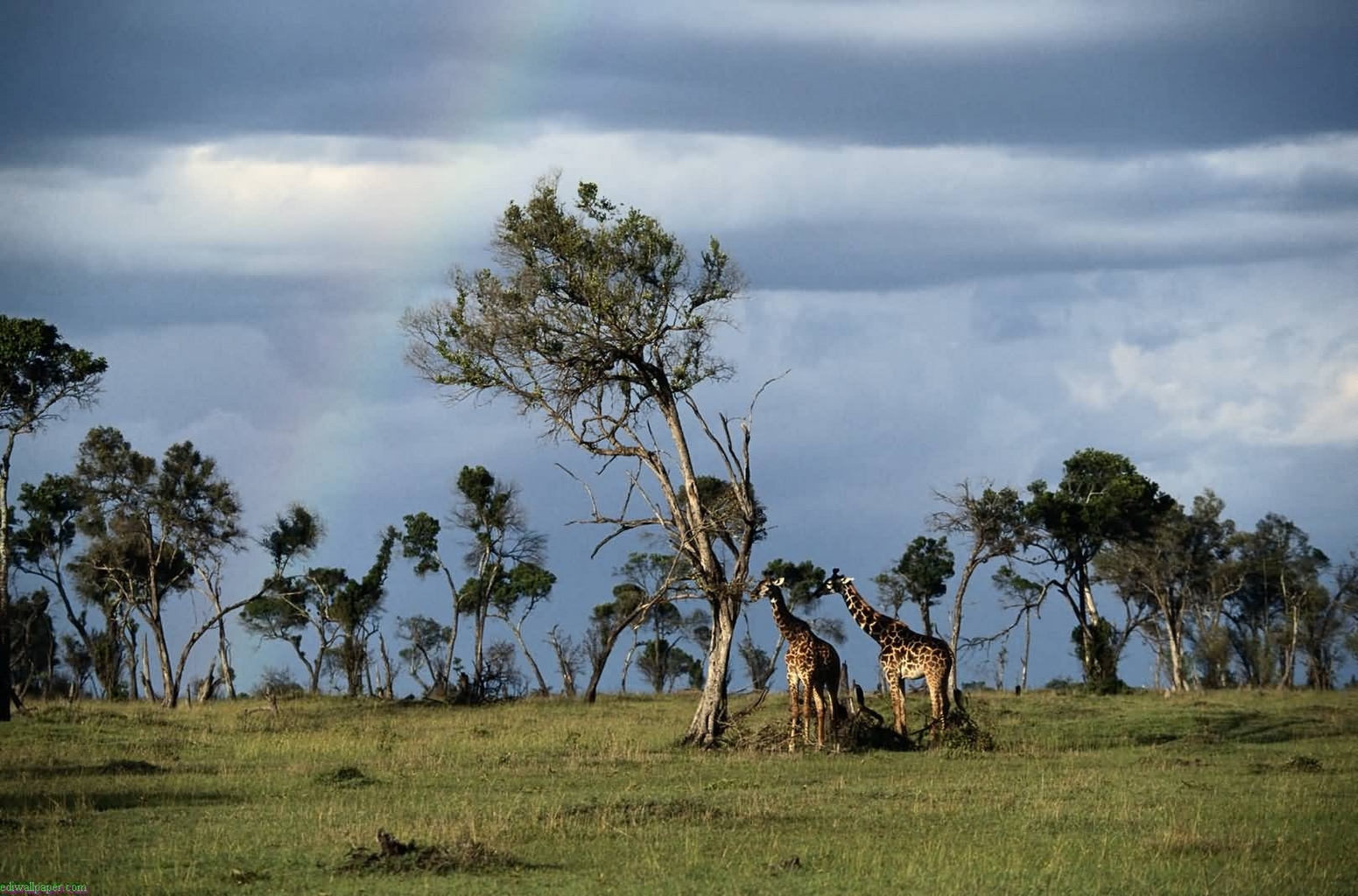 46102 descargar imagen animales, paisaje, naturaleza, jirafas, azul: fondos de pantalla y protectores de pantalla gratis