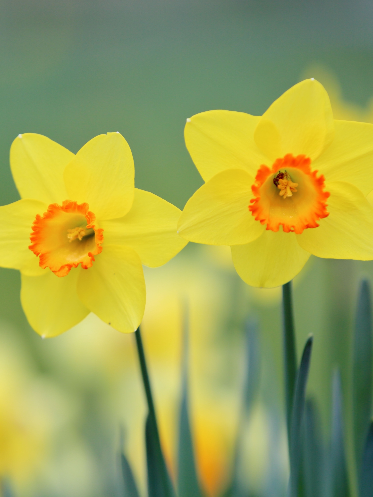 Laden Sie das Natur, Blumen, Sommer, Narzissen, Blume, Nahansicht, Gelbe Blume, Erde/natur-Bild kostenlos auf Ihren PC-Desktop herunter