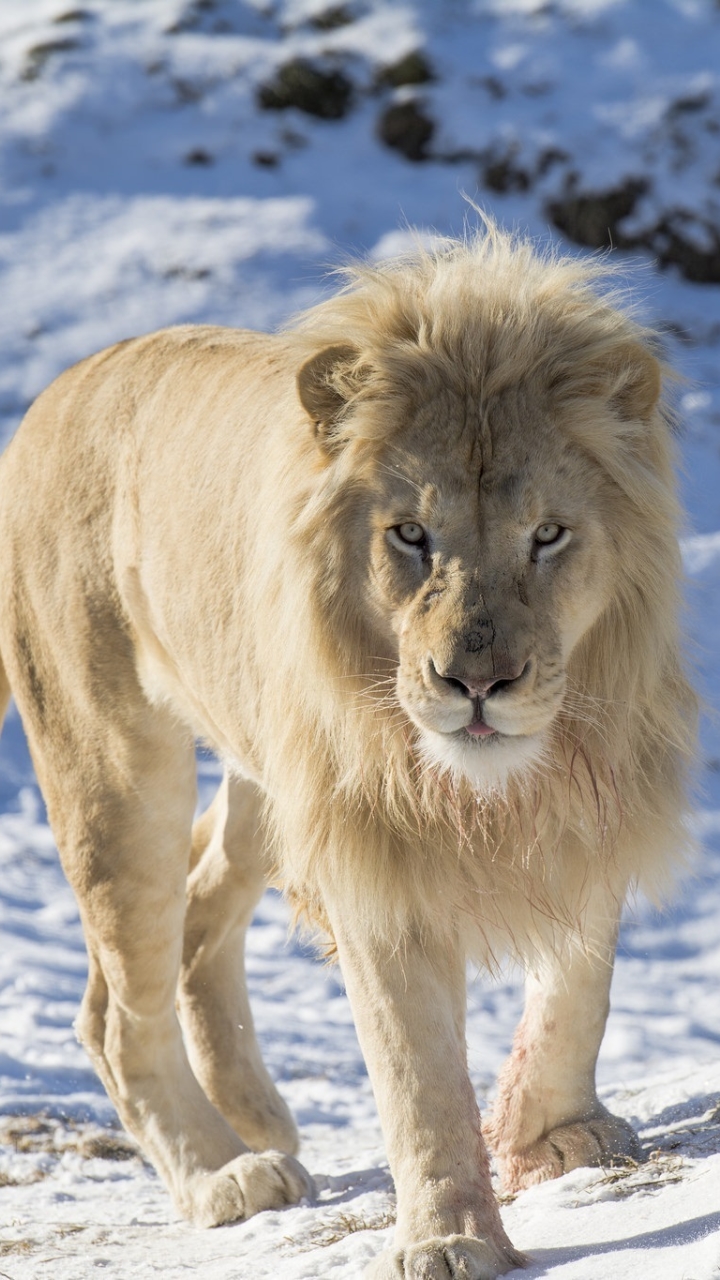 Descarga gratuita de fondo de pantalla para móvil de Animales, Gatos, Nieve, León.