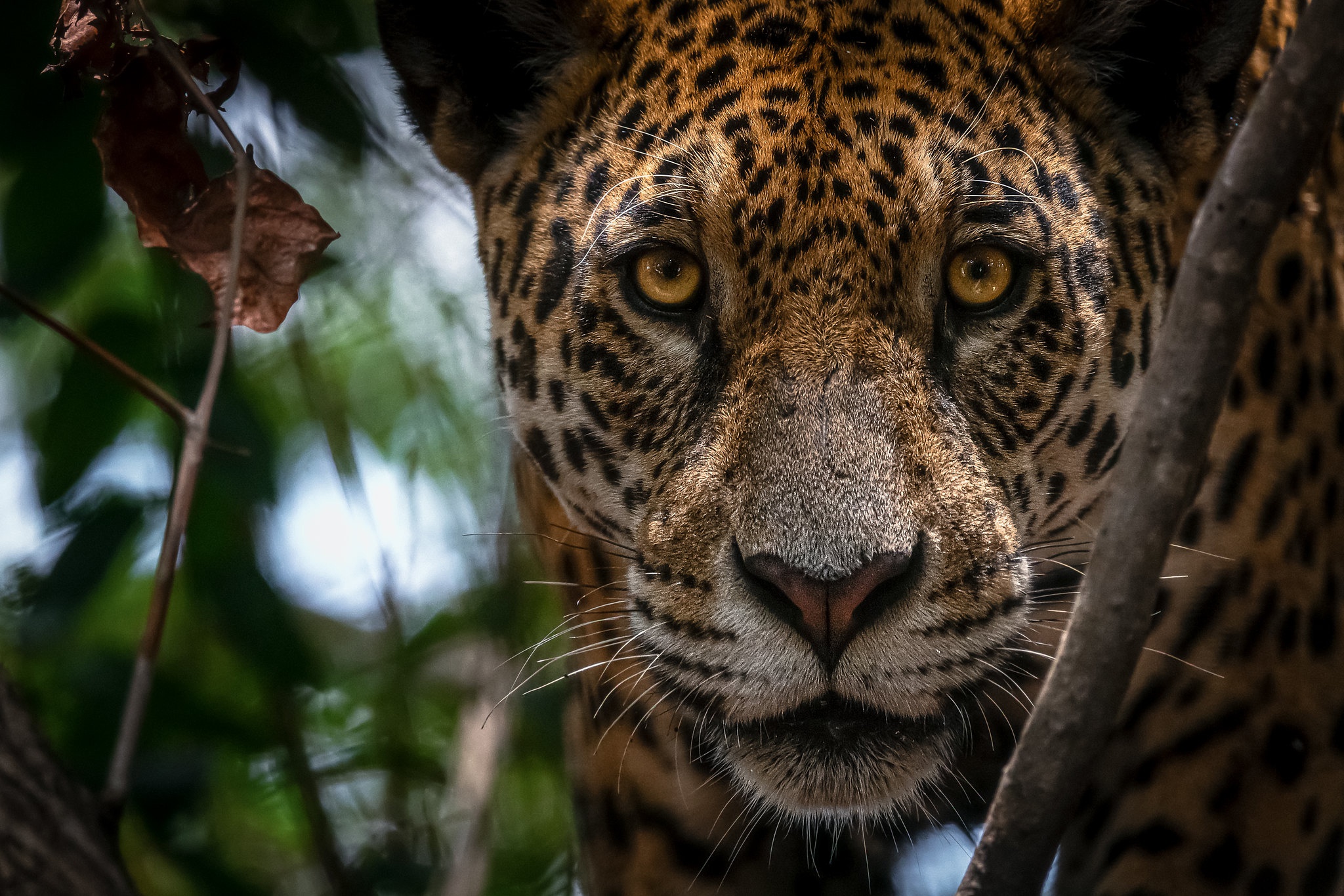 Handy-Wallpaper Tiere, Katzen, Jaguar kostenlos herunterladen.