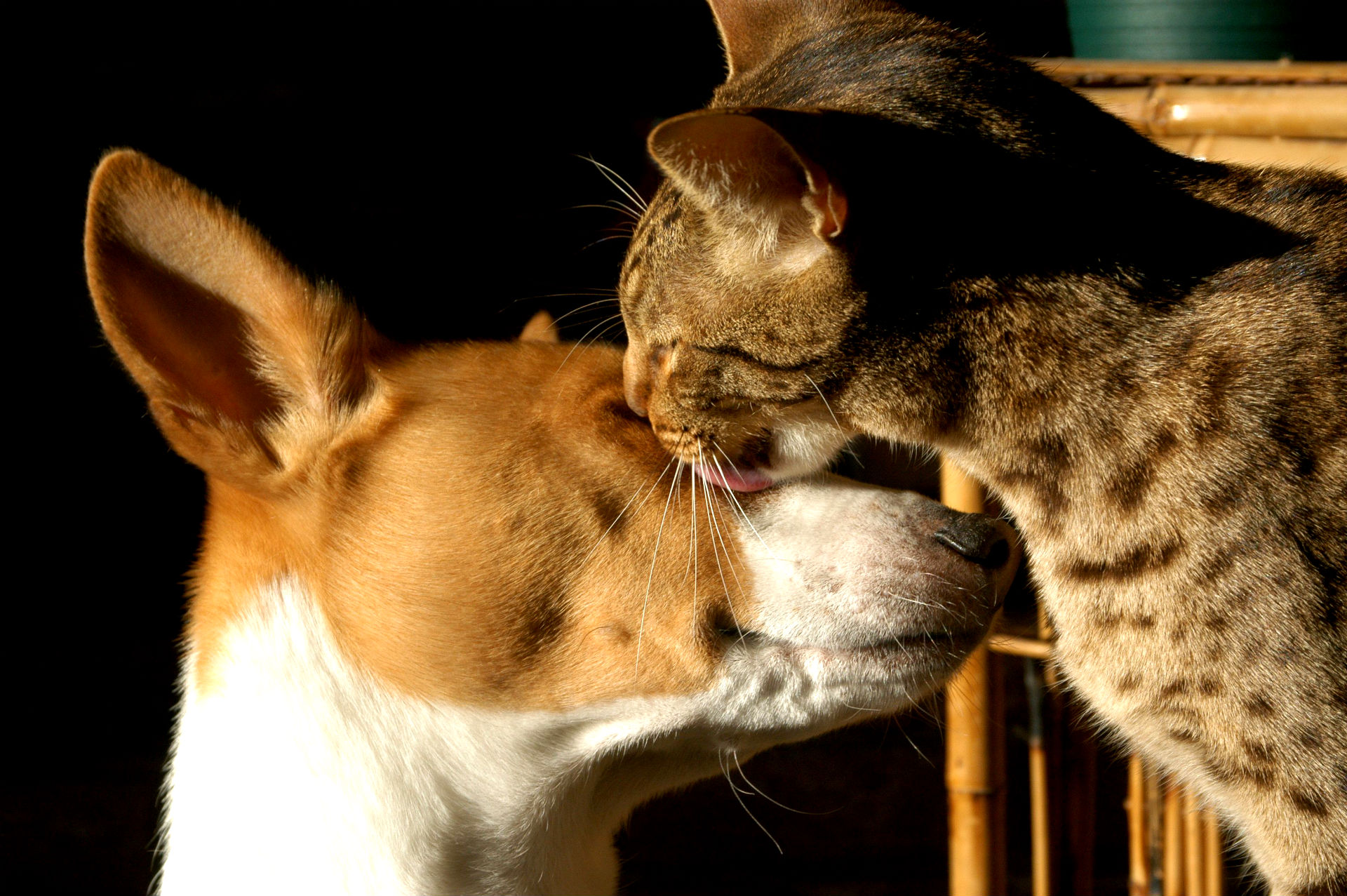 Baixe gratuitamente a imagem Animais, Fofo na área de trabalho do seu PC