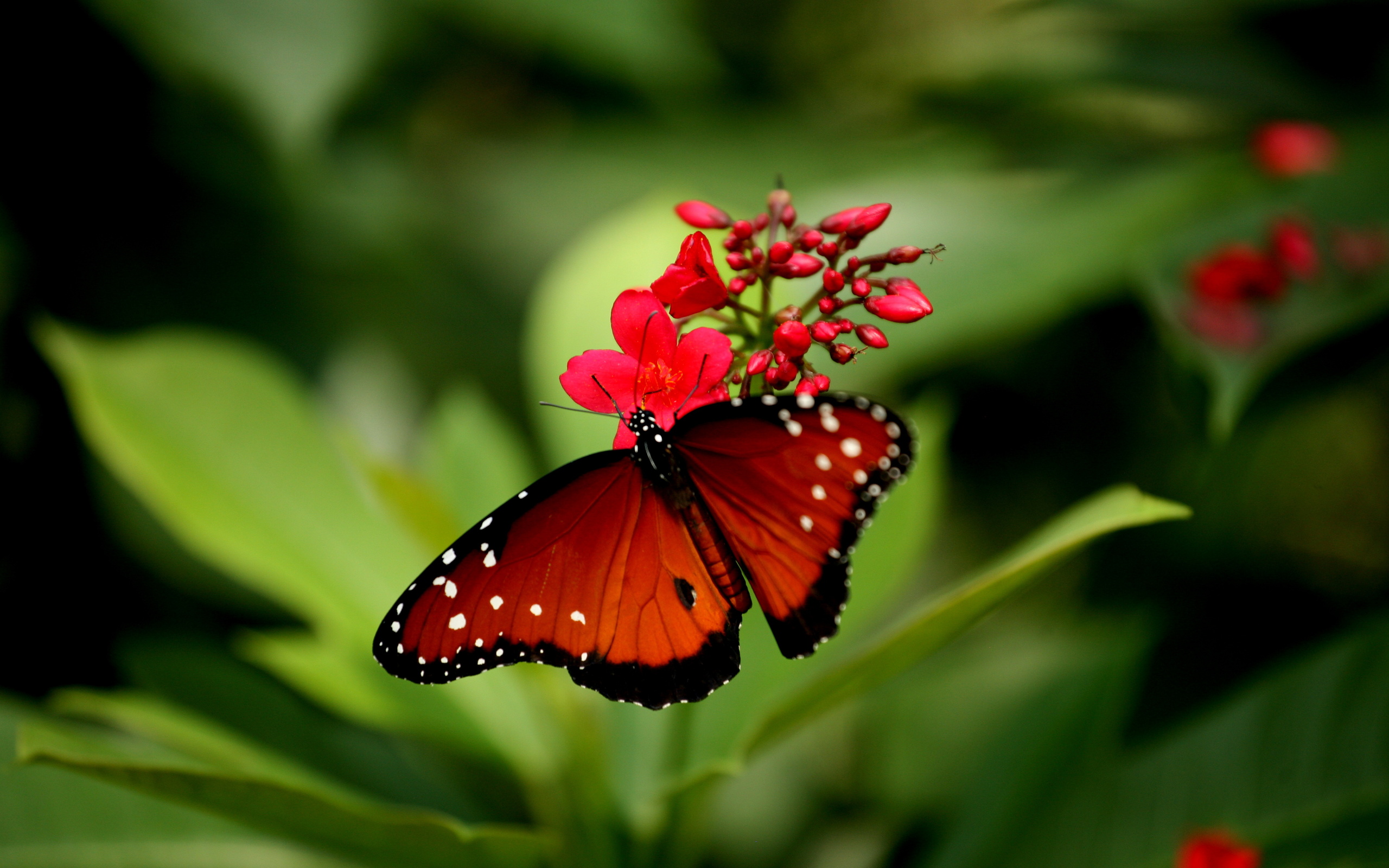 Download mobile wallpaper Butterfly, Animal for free.