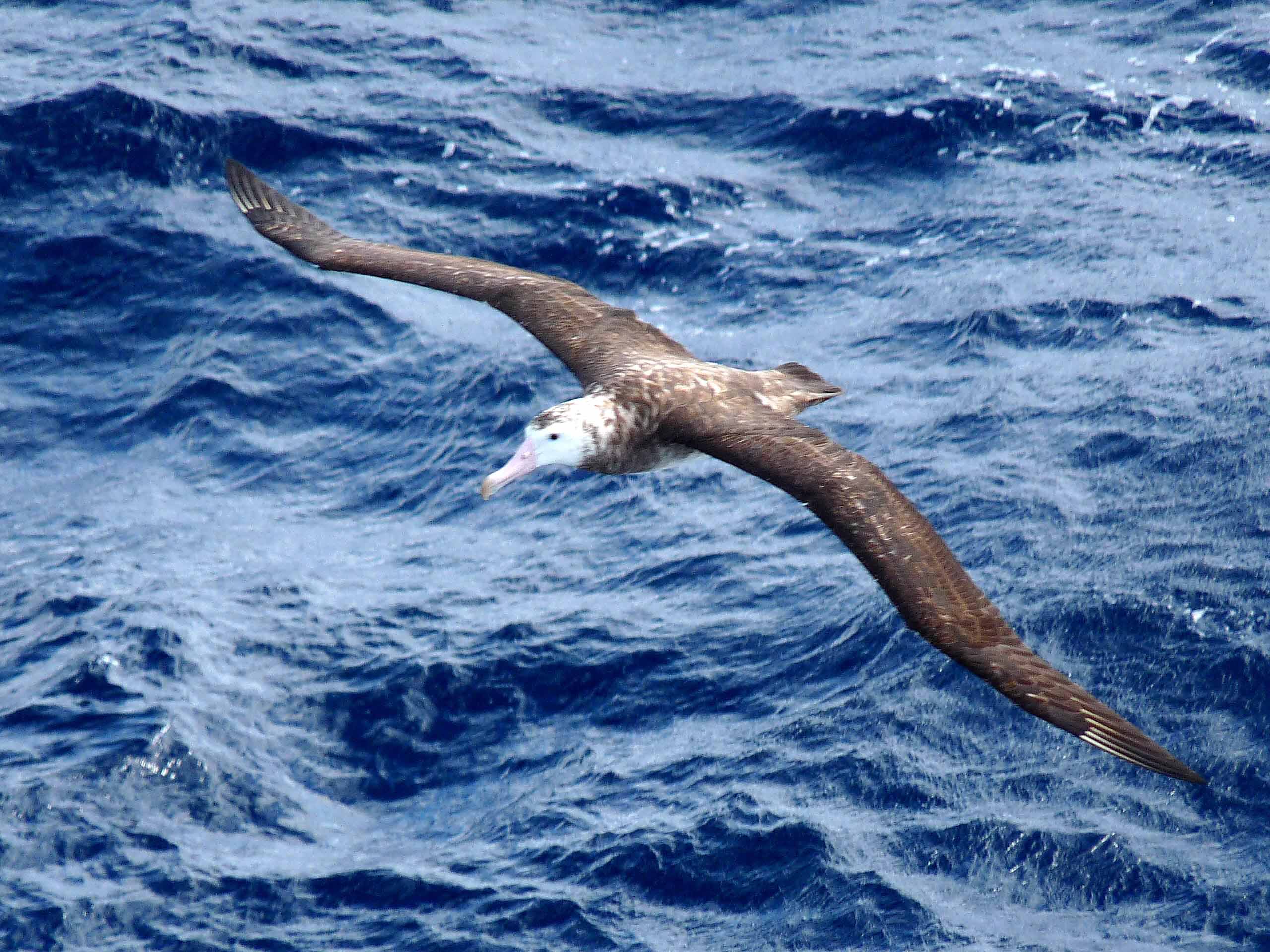 animal, albatross, birds