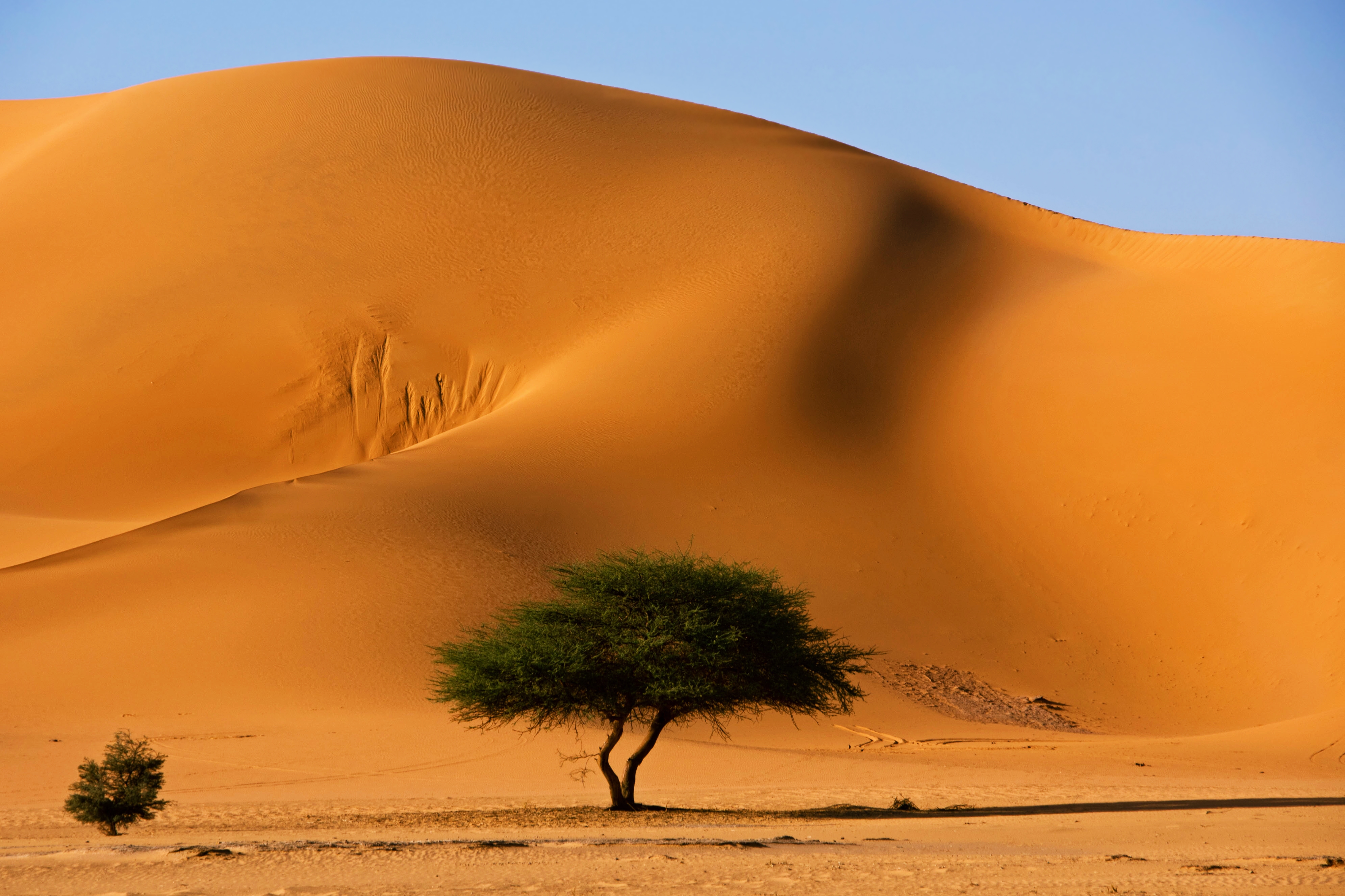815748 descargar fondo de pantalla desierto, tierra/naturaleza, áfrica, argelia, duna, paisaje, sáhara, arena, tassili n'ajjer, árbol: protectores de pantalla e imágenes gratis