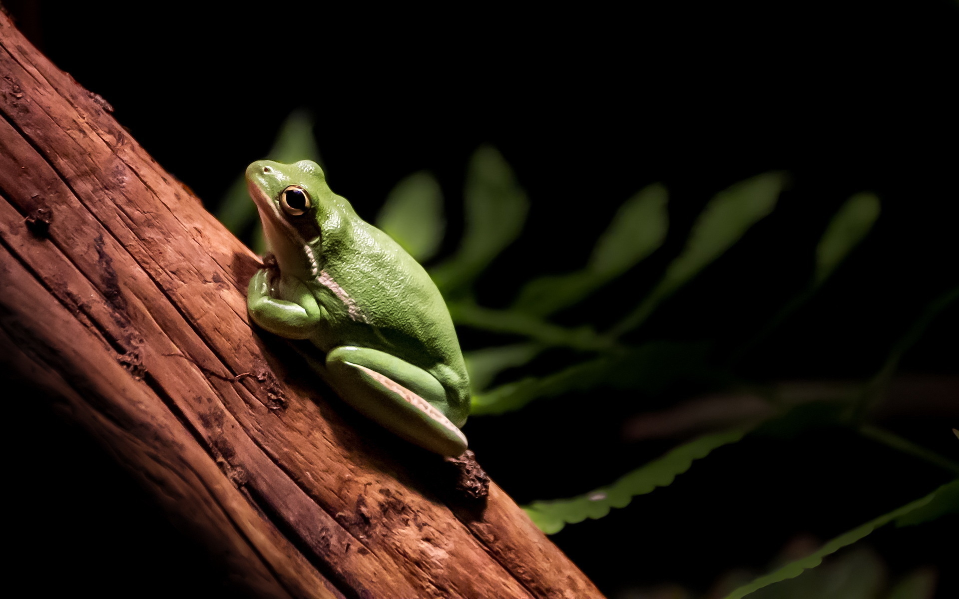 Free download wallpaper Animals, Frogs on your PC desktop