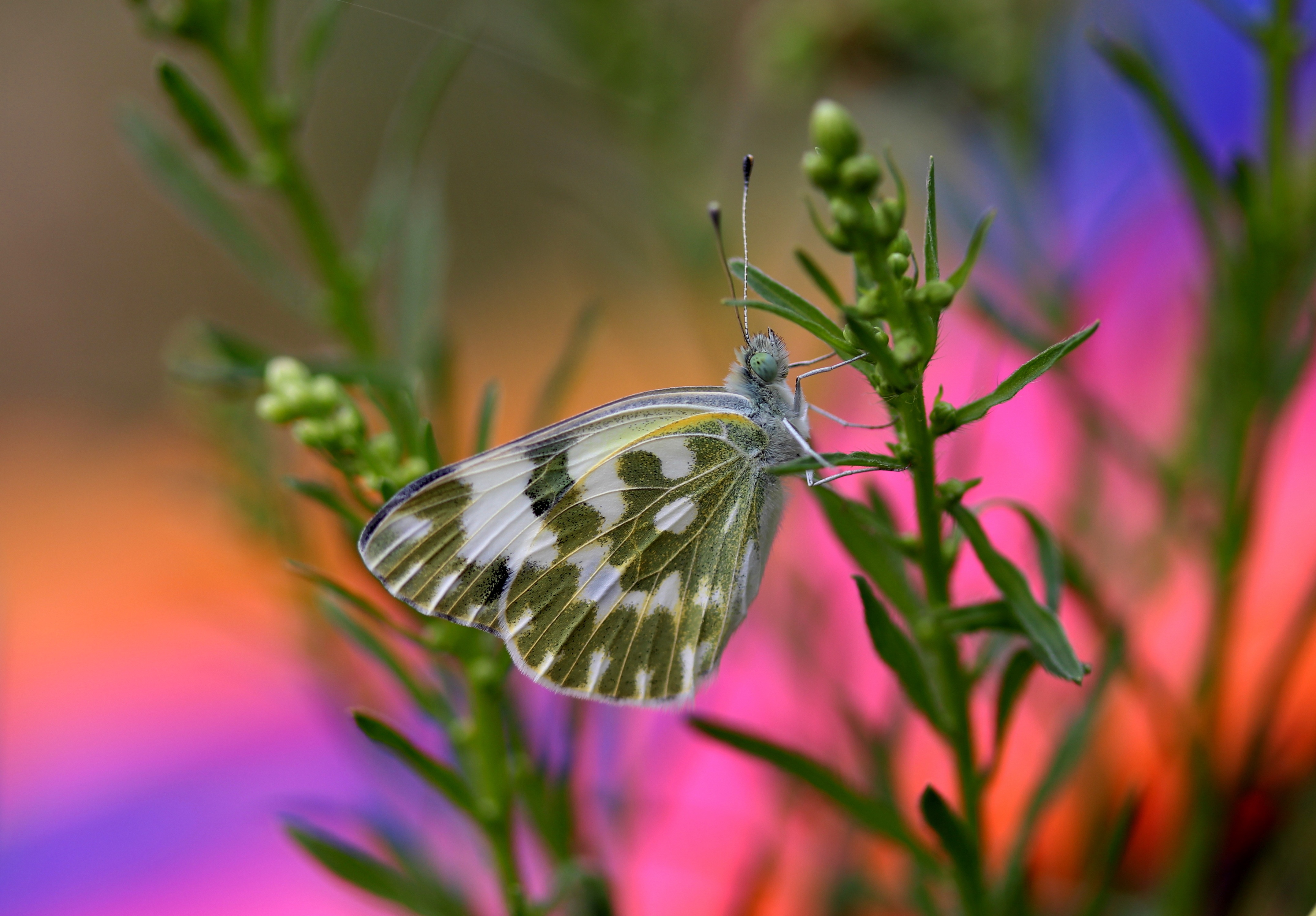 Laden Sie das Tiere, Schmetterlinge, Makro, Insekt-Bild kostenlos auf Ihren PC-Desktop herunter