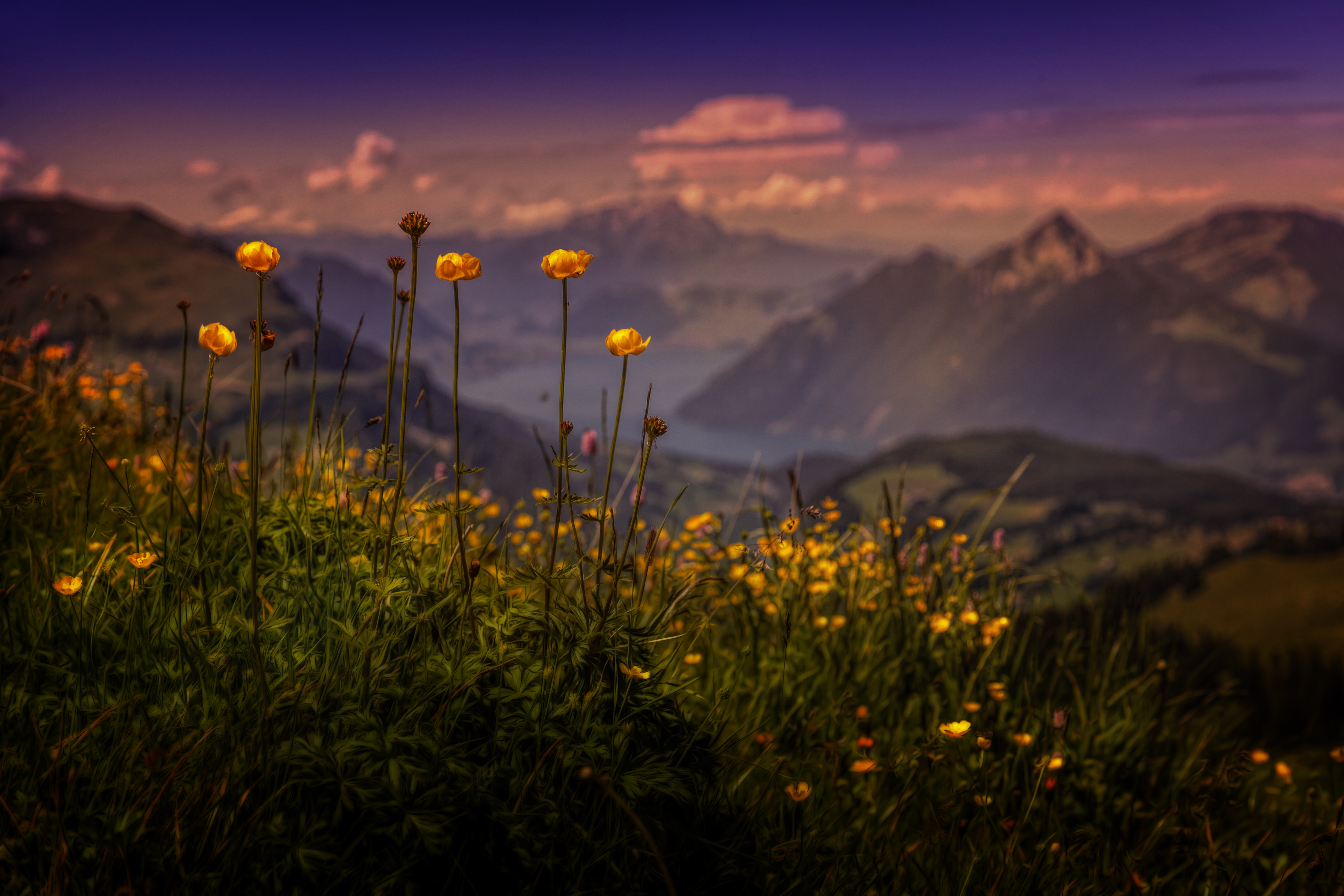 earth, buttercup, bokeh, close up, flower, grass, landscape, mountain, flowers