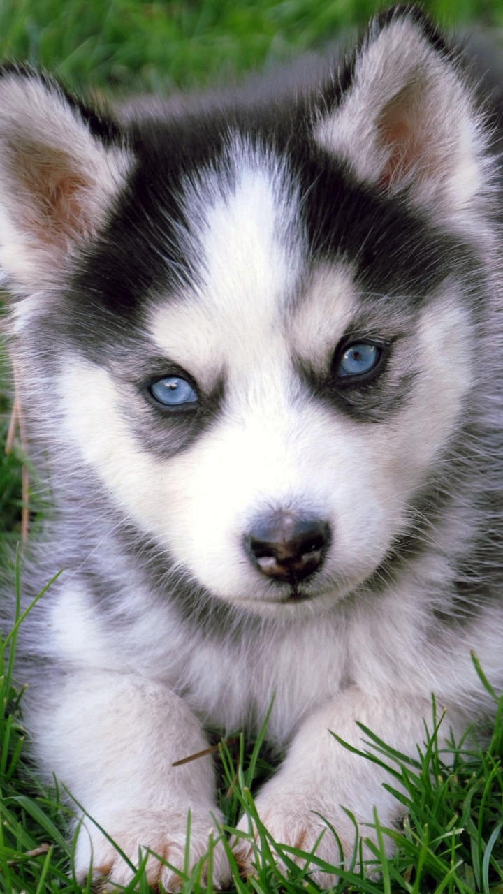 Descarga gratuita de fondo de pantalla para móvil de Animales, Perros, Husky Siberiano.