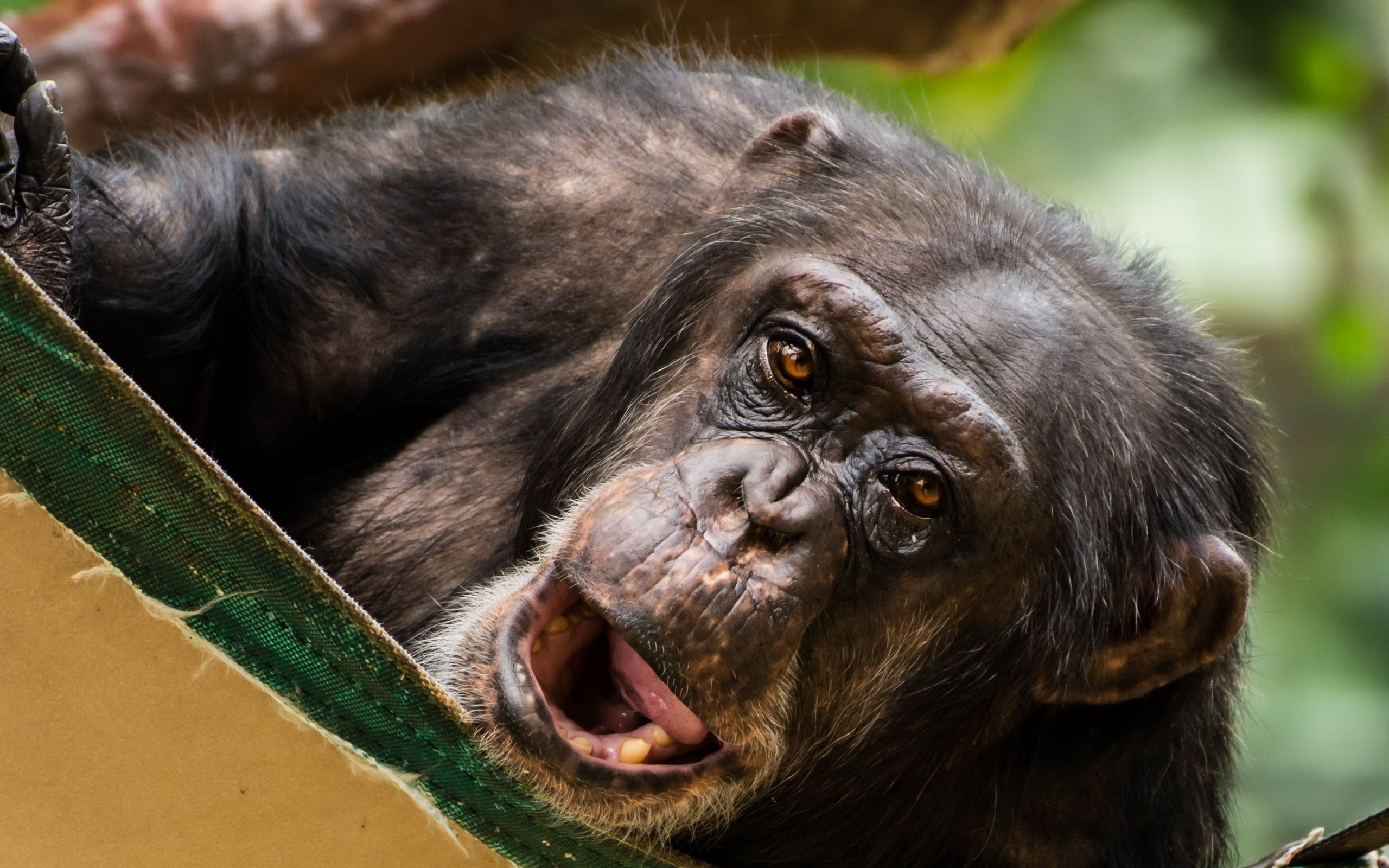 Скачать обои бесплатно Животные, Обезьяны, Шимпанзе картинка на рабочий стол ПК