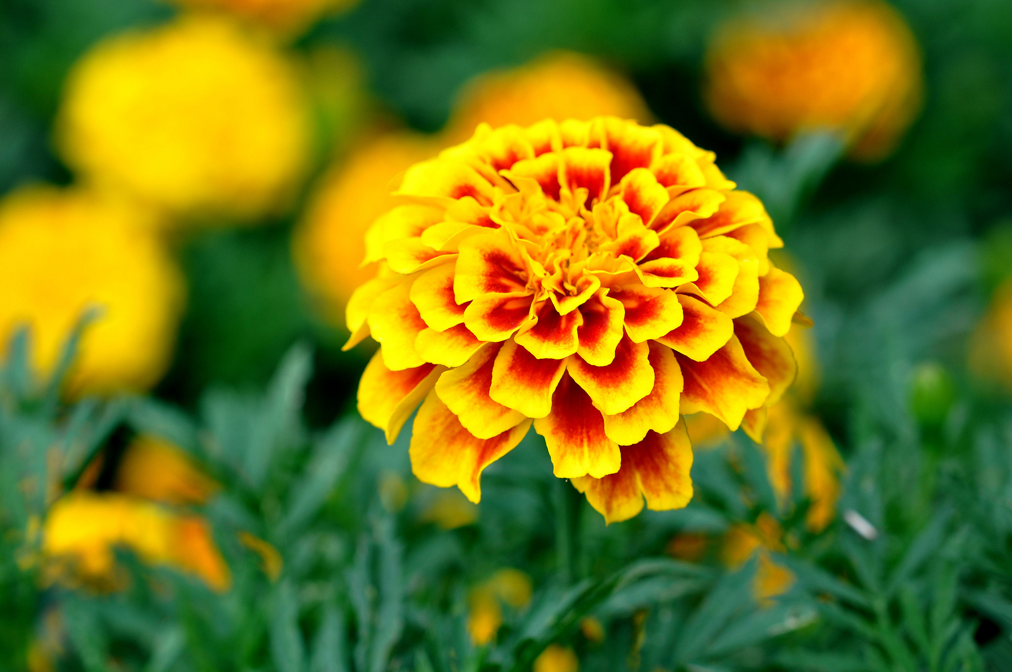 380463 скачать обои желтый цветок, земля/природа, бархатцы, цветок, флауэрсы - заставки и картинки бесплатно