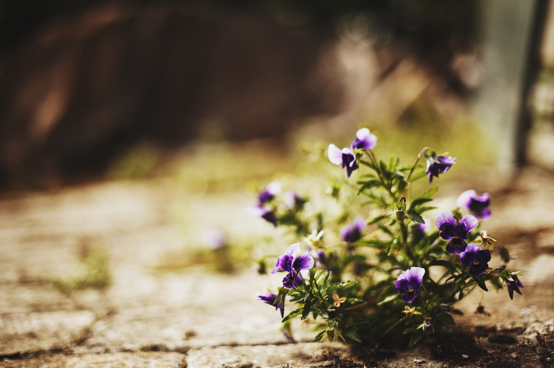 Descarga gratuita de fondo de pantalla para móvil de Flores, Flor, Tierra/naturaleza.