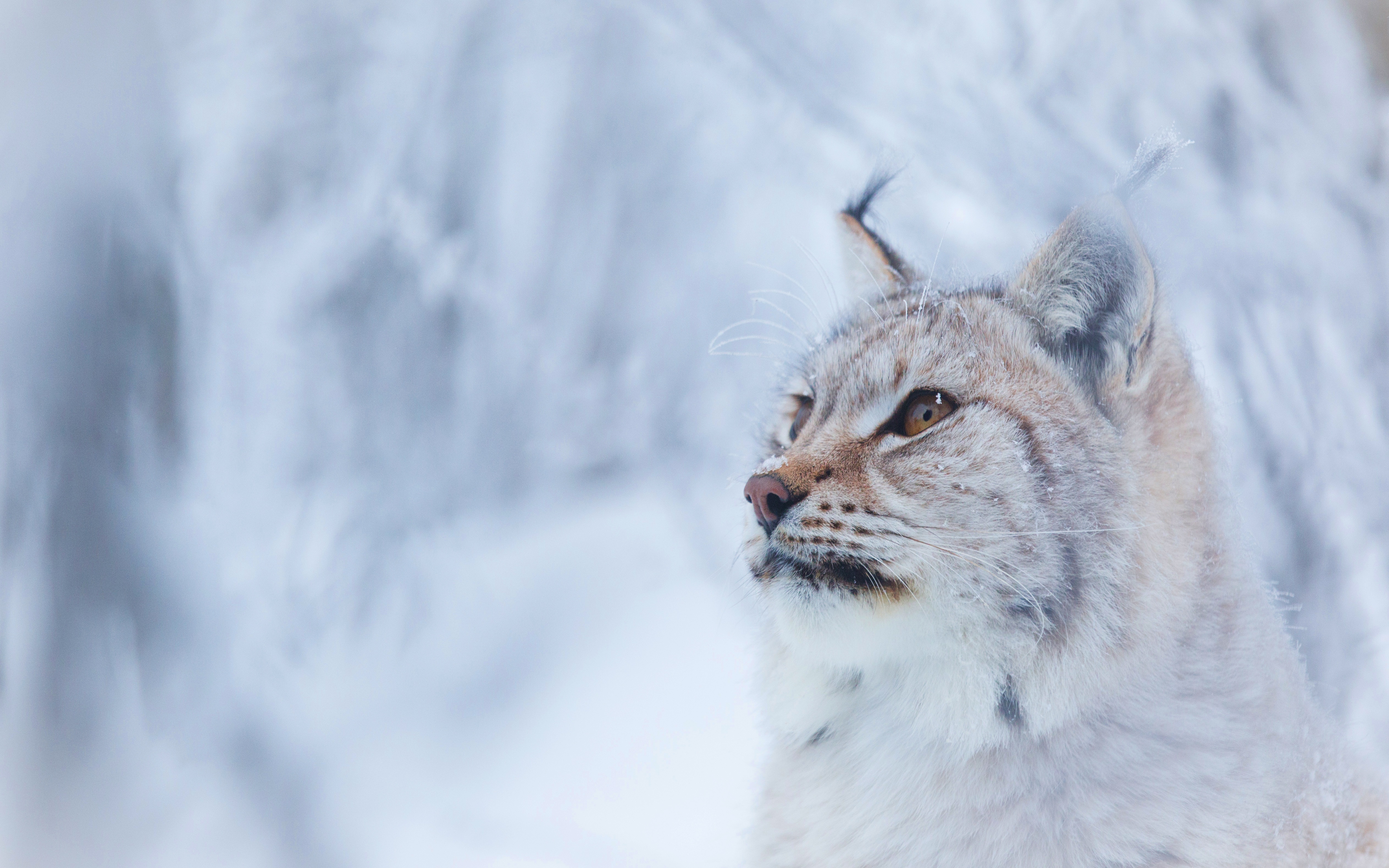 Téléchargez gratuitement l'image Animaux, Chats, Lynx sur le bureau de votre PC