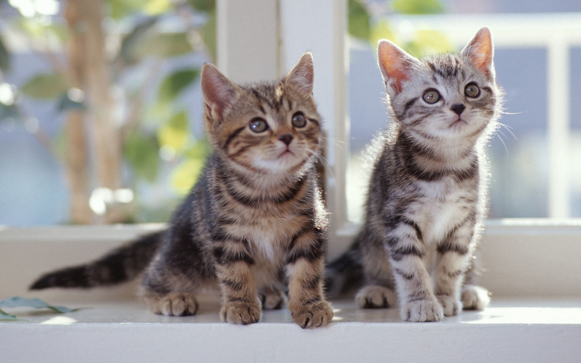 Baixar papel de parede para celular de Animais, Gatos, Gato gratuito.