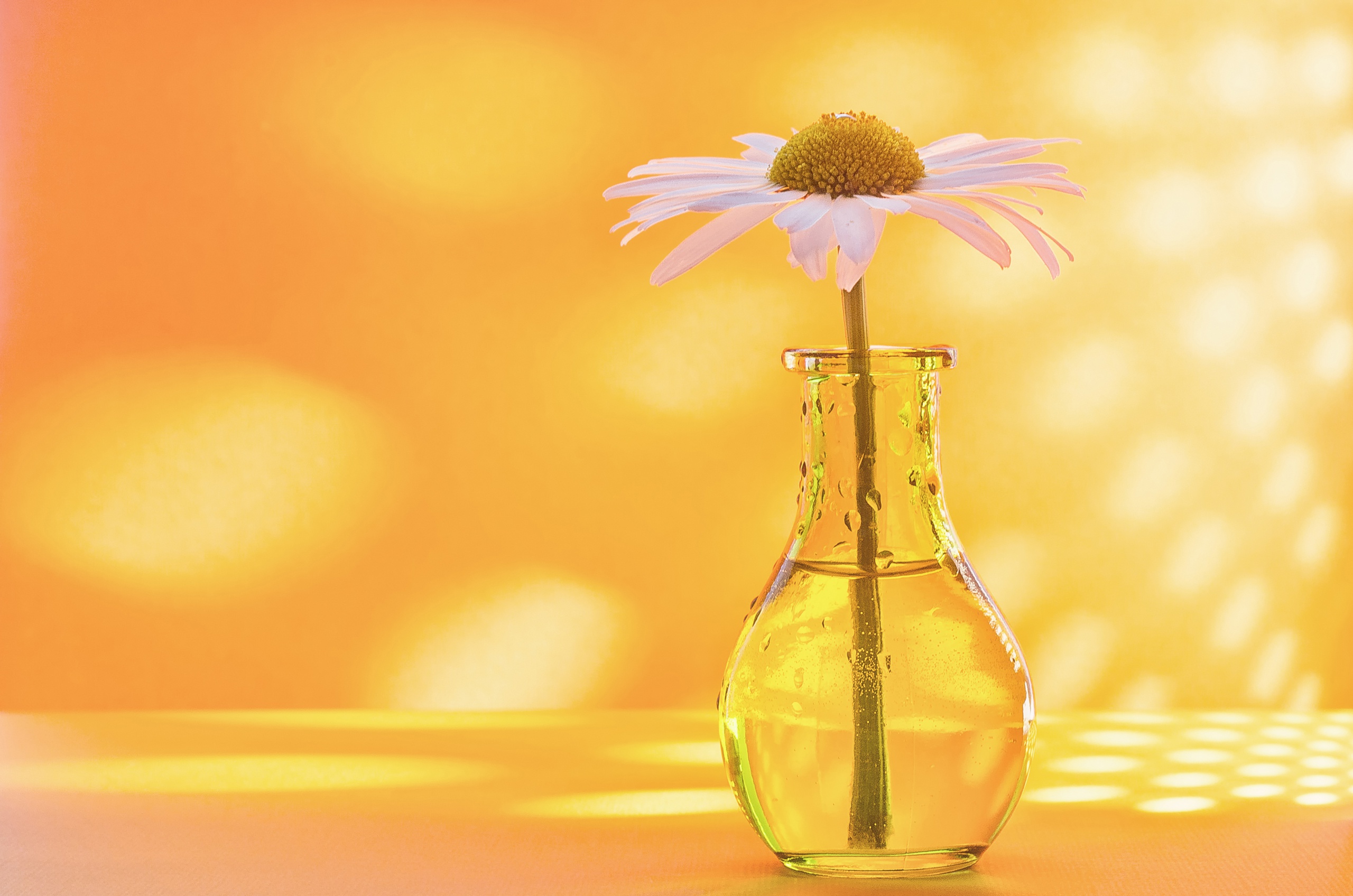 Free download wallpaper Flower, Vase, Chamomile, Man Made on your PC desktop