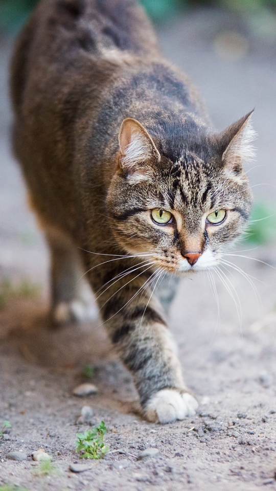 Handy-Wallpaper Tiere, Katzen, Katze kostenlos herunterladen.