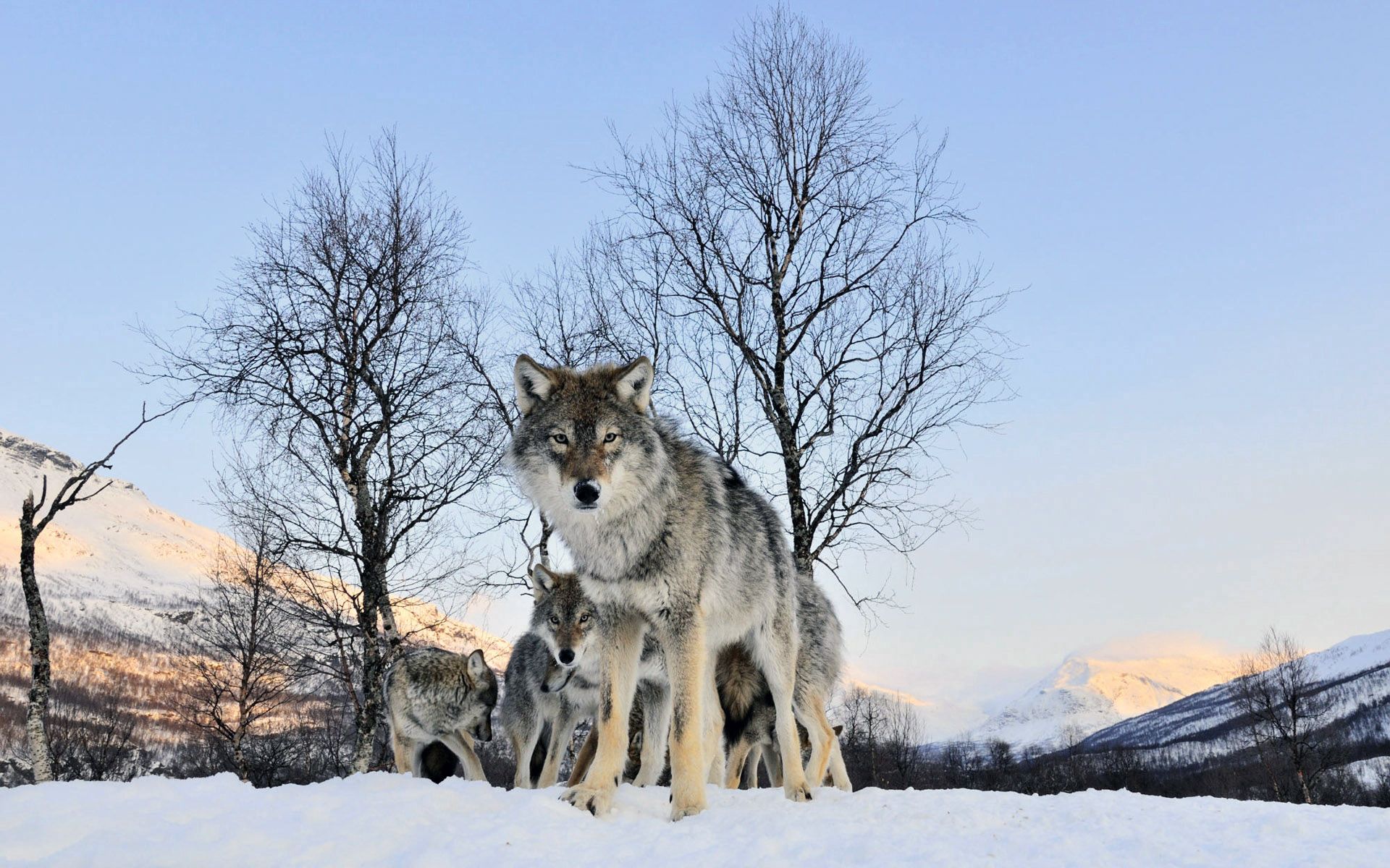 PCデスクトップに群れ, 散歩, 冬, 雪, 狼, 動物画像を無料でダウンロード