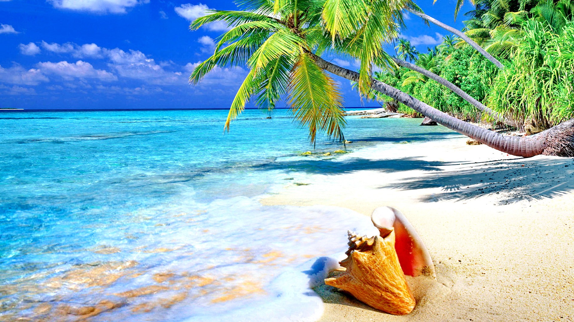 Скачать картинку Пляж, Пальмы, Горизонт, Океан, Тропический, Бирюзовый, Оболочка, Земля/природа в телефон бесплатно.