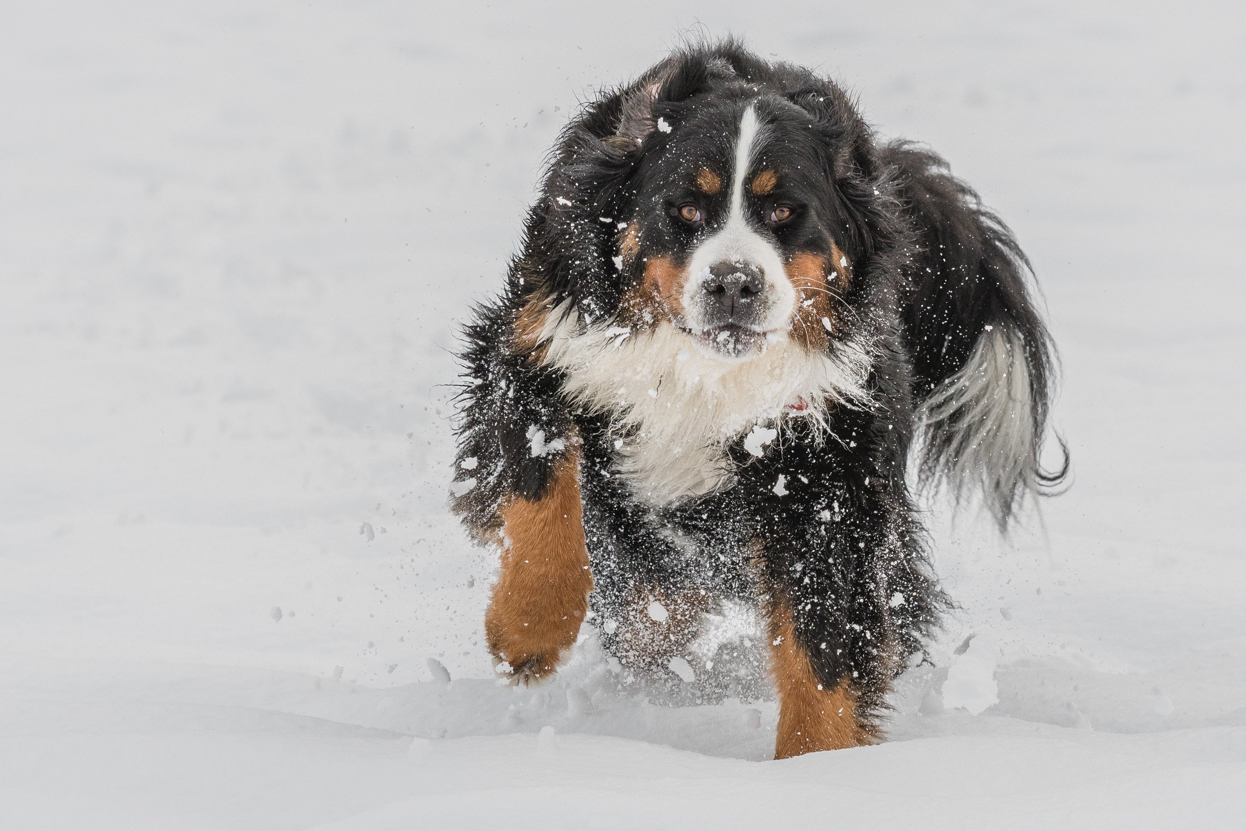 Download mobile wallpaper Winter, Dogs, Snow, Dog, Animal, Bernese Mountain Dog for free.